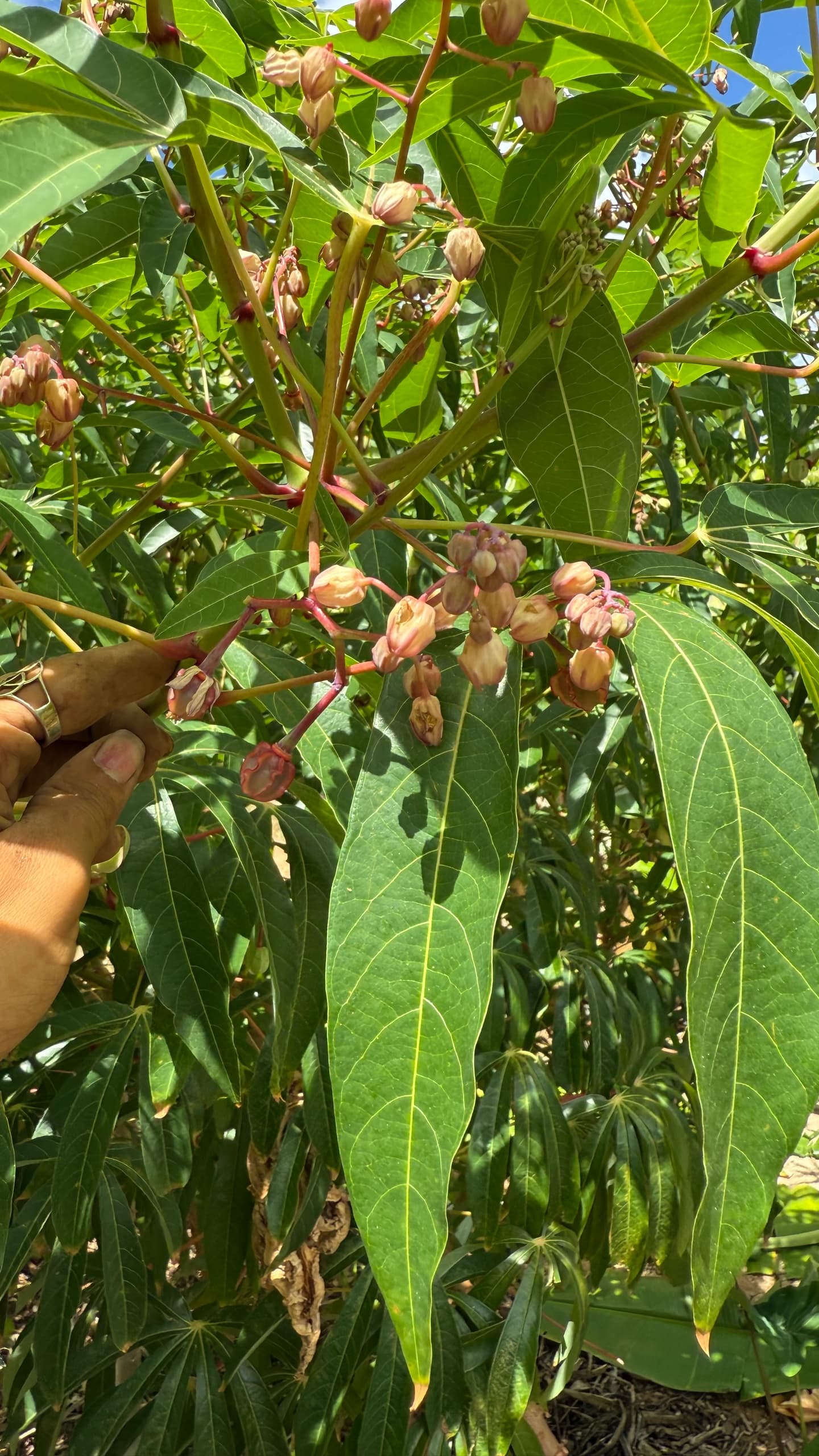 Sun Farm Tour Experience