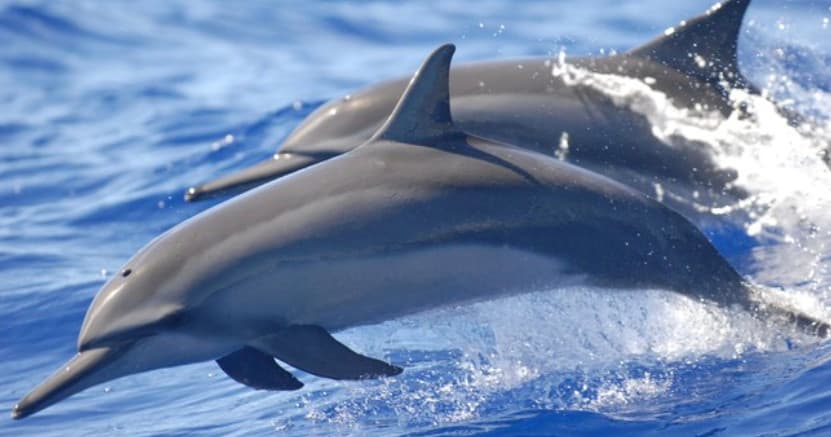 PRIVATE SNORKELING CHARTER