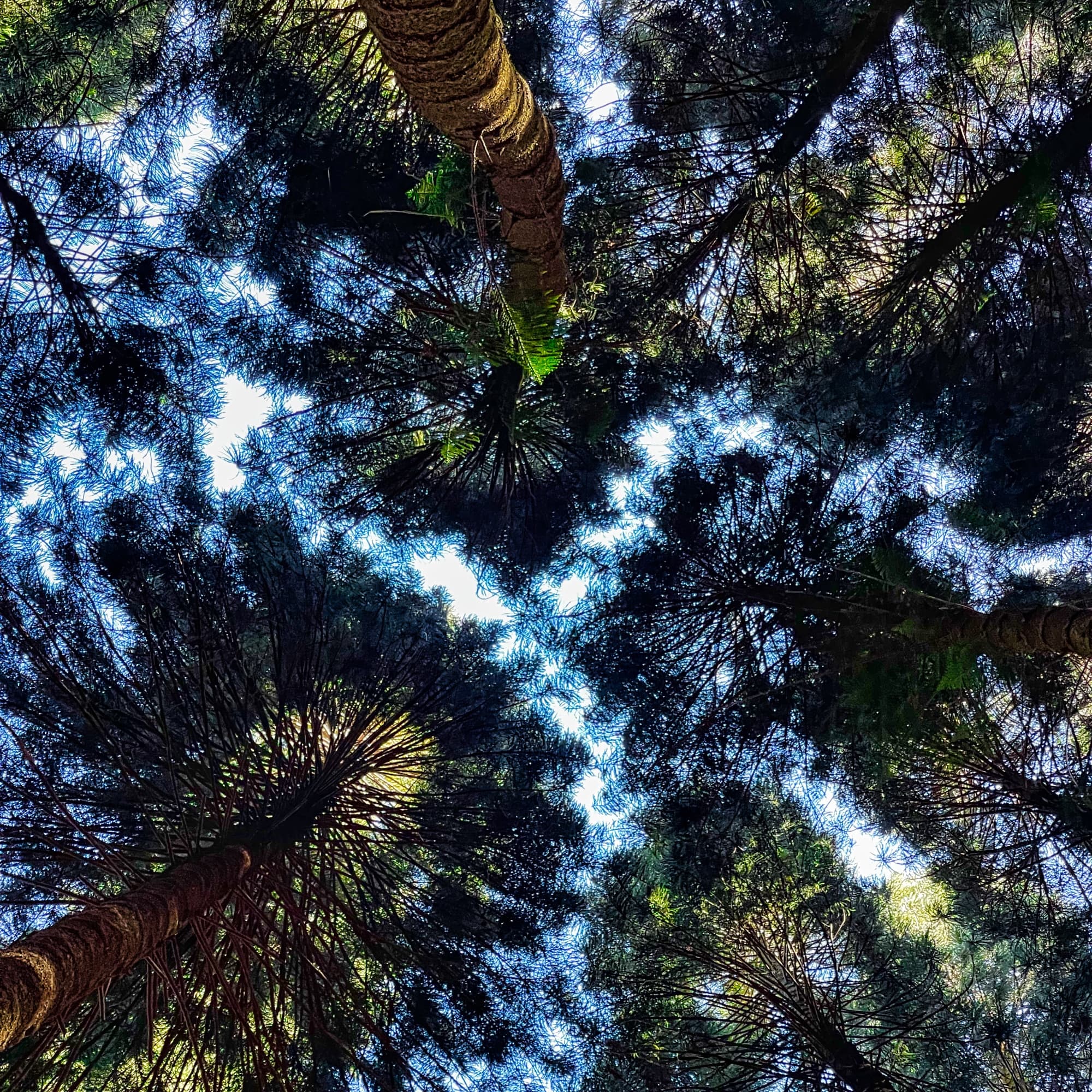 Road to Hana Private Tour - Full day - Large group