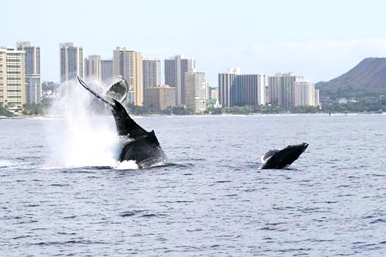 2-Hour Waikiki Whale Watching Cruise from Oahu