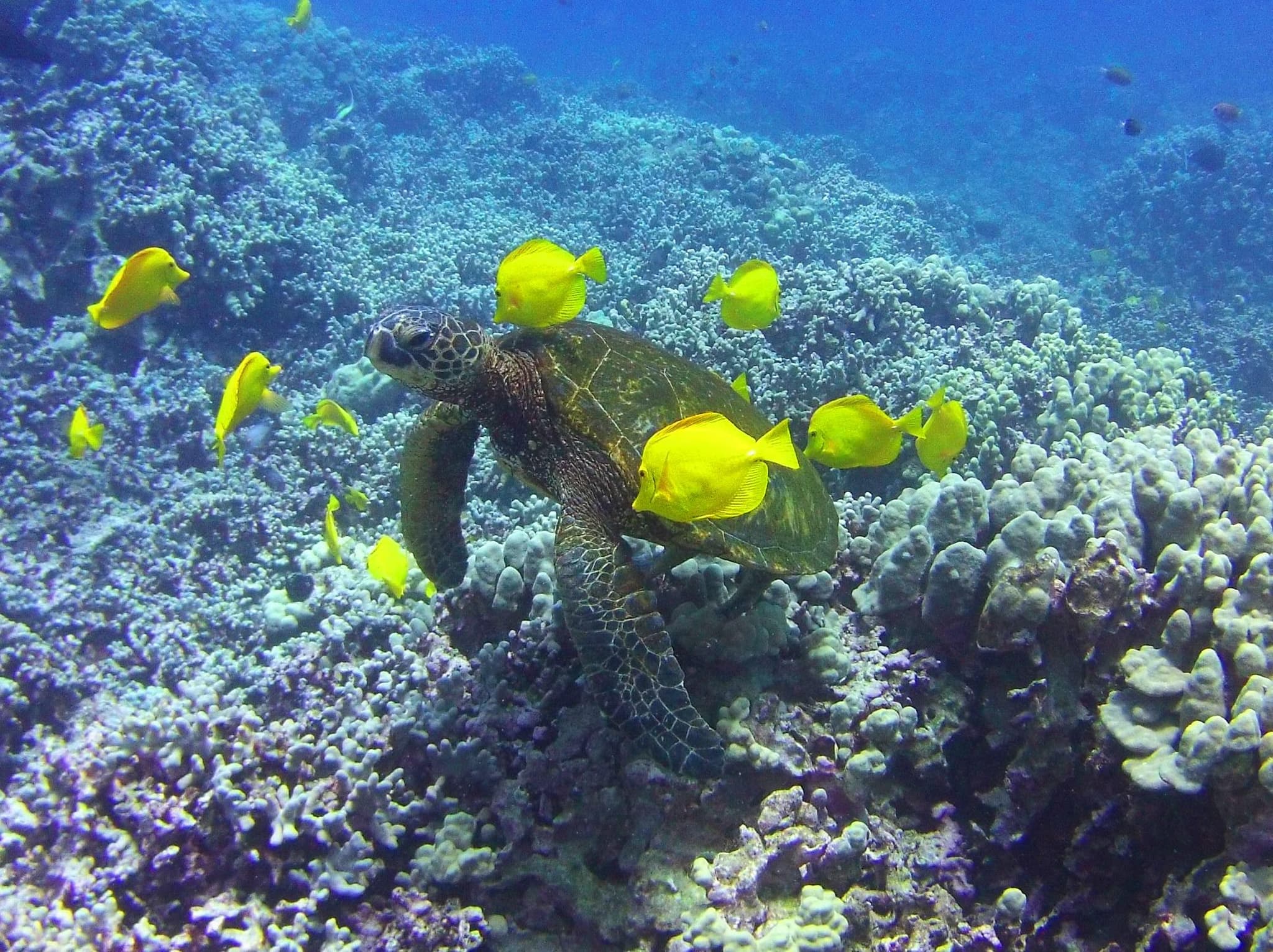 Two-Site Dive/Snorkel