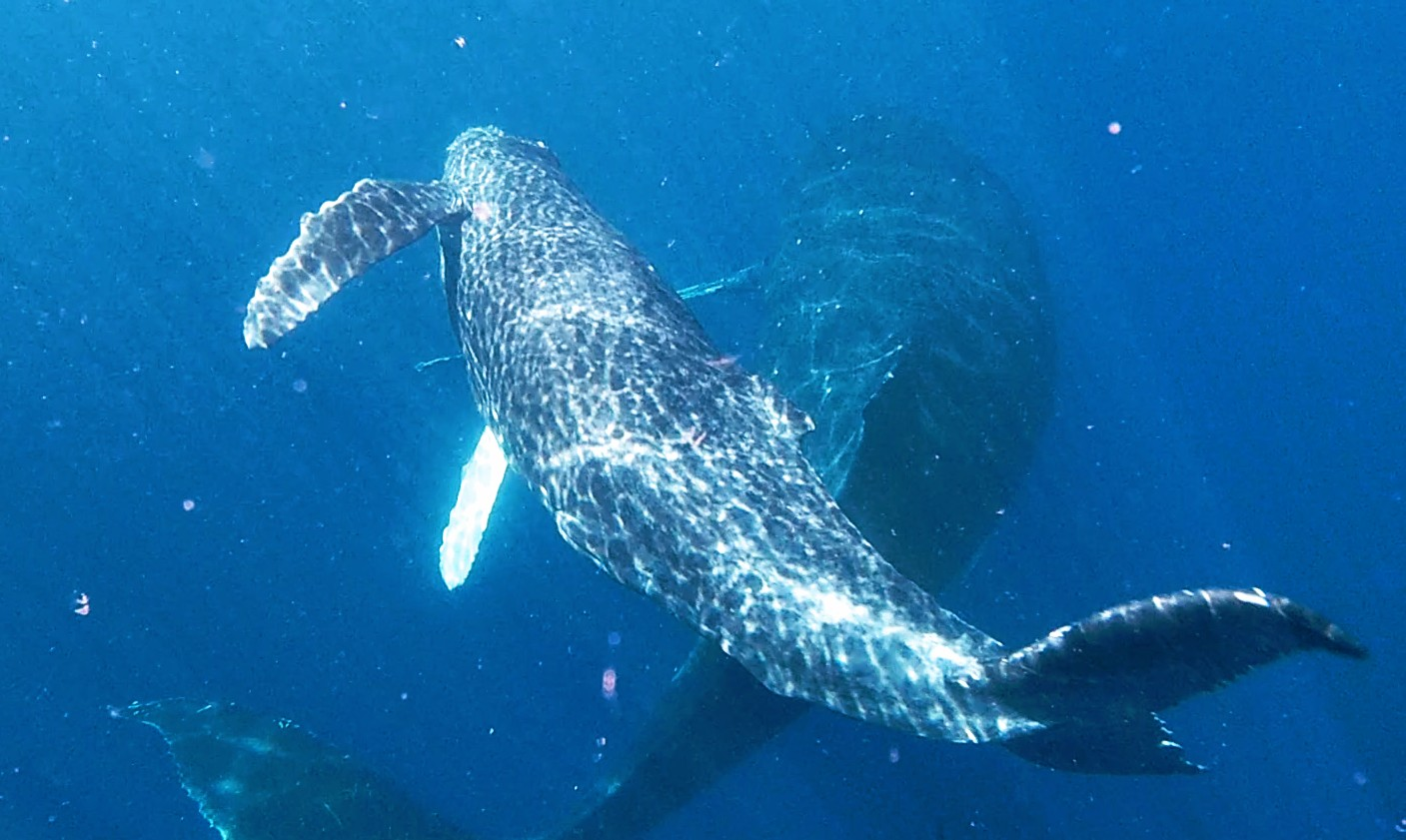 Whale Watch by Kayak