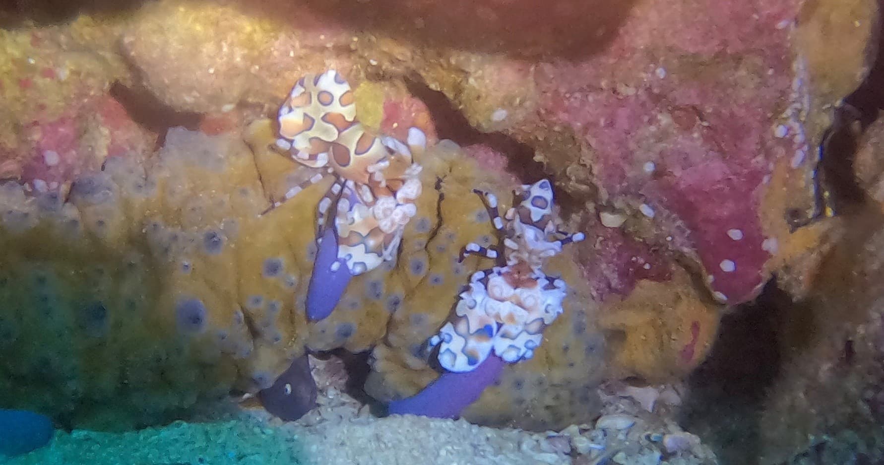 1st Time Dive Adventure