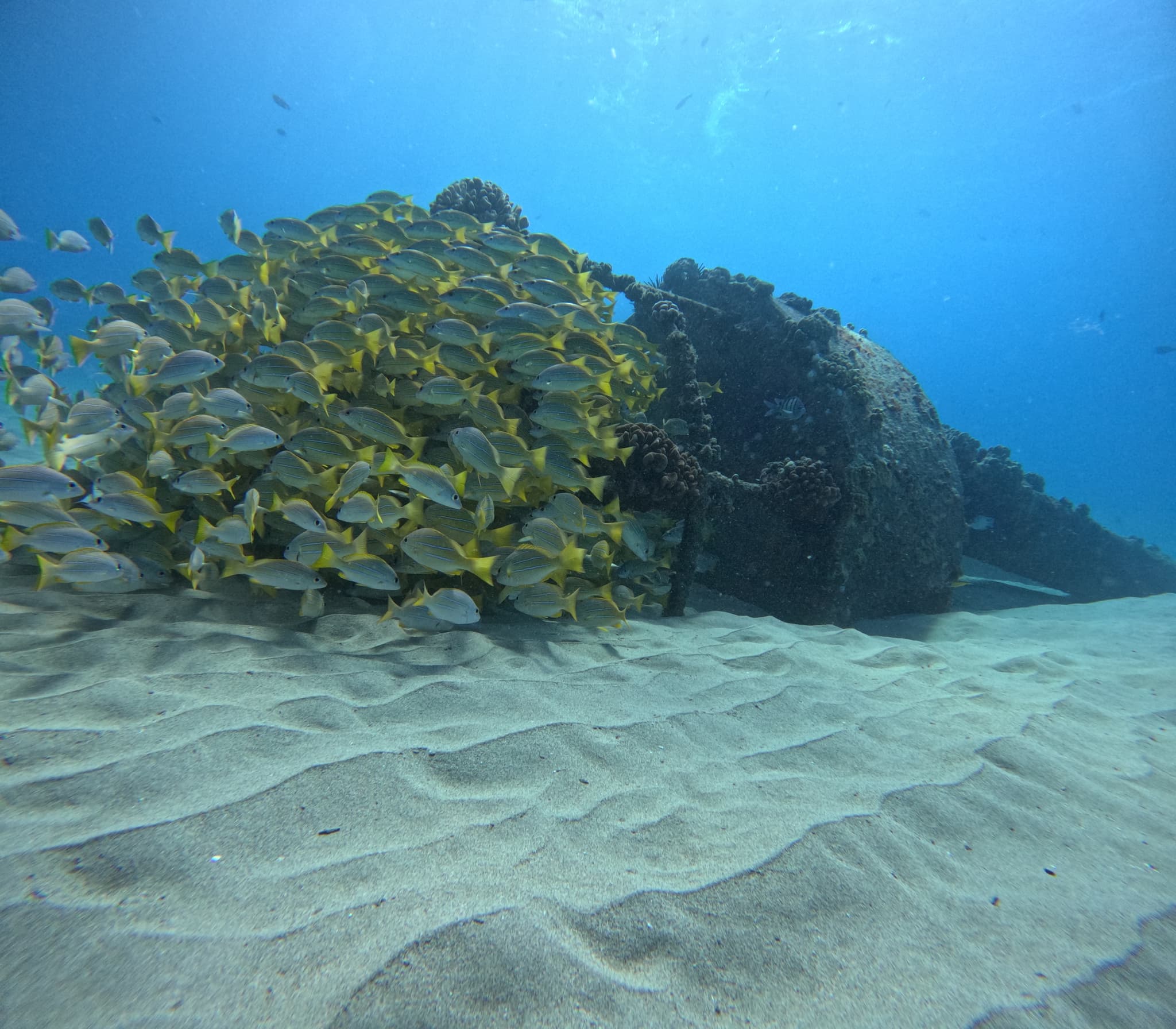 Electric Beach Snorkel Adventure