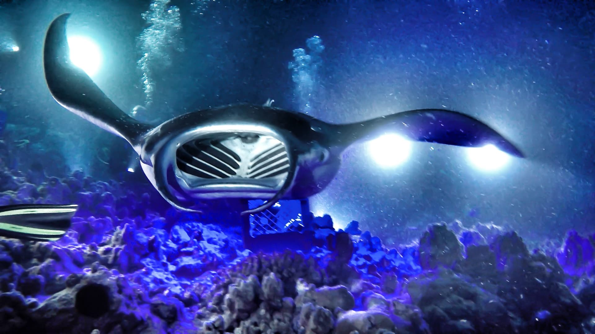 Private Manta Snorkel Charter