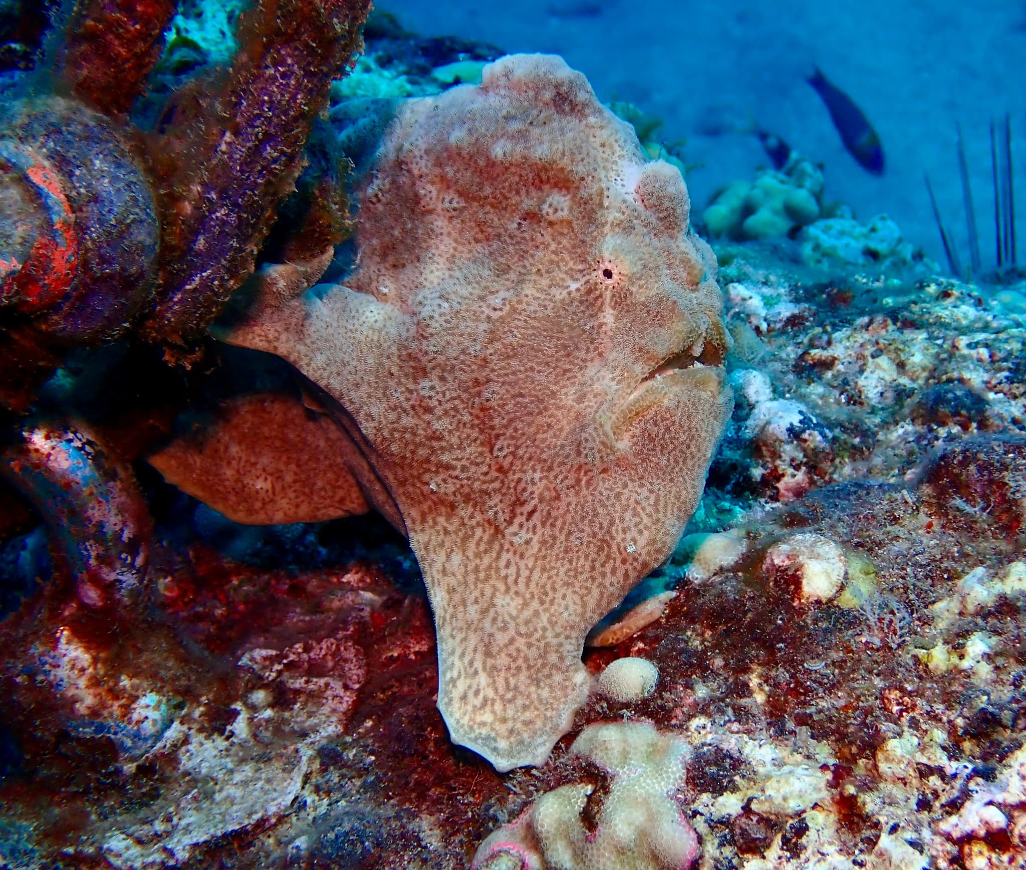 1-Tank Guided Shore Dive 9:30 am