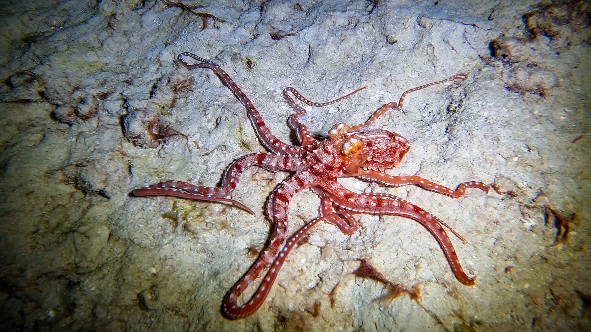 PADI Specialty Diver Course