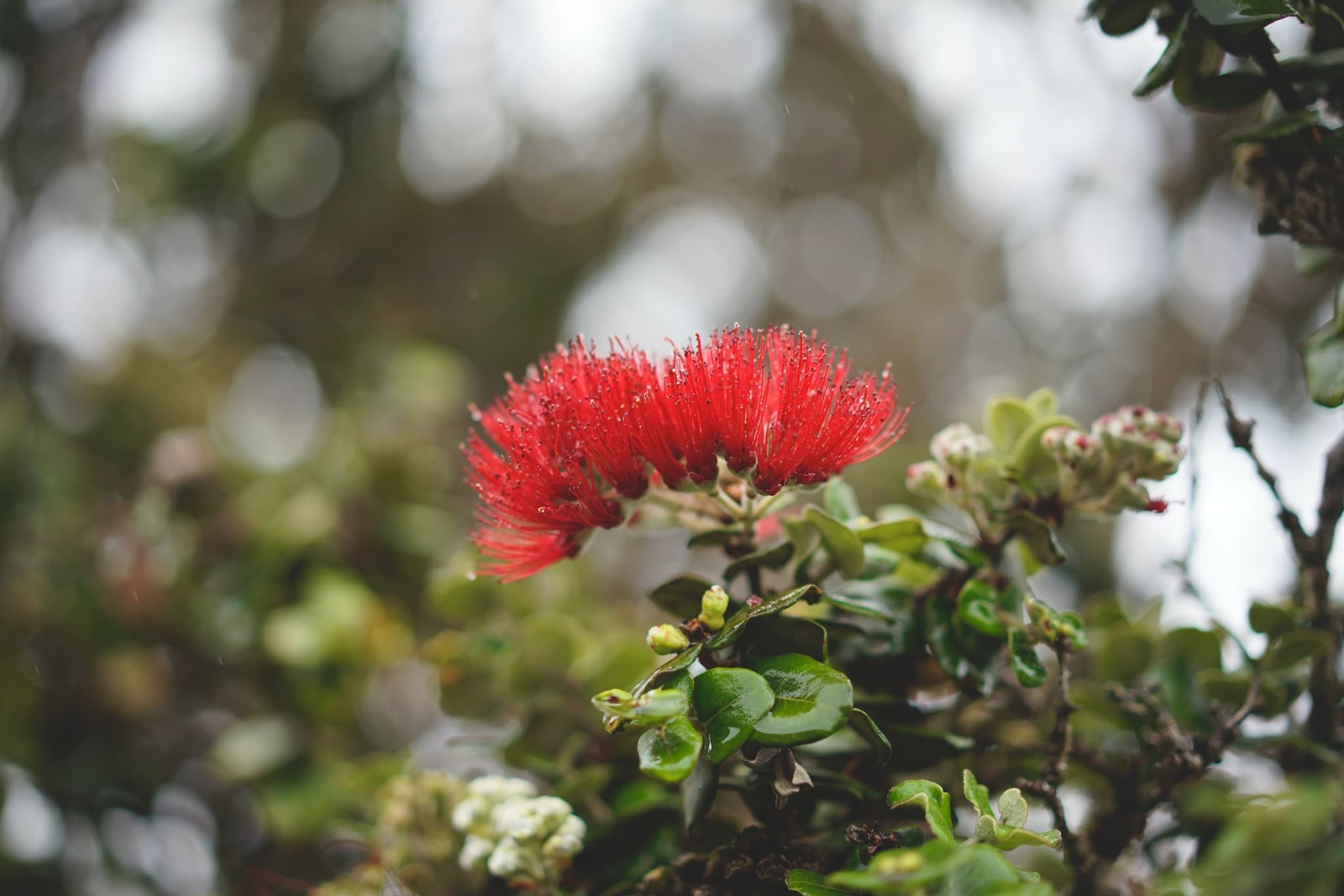 Best of Big Island Day Tour