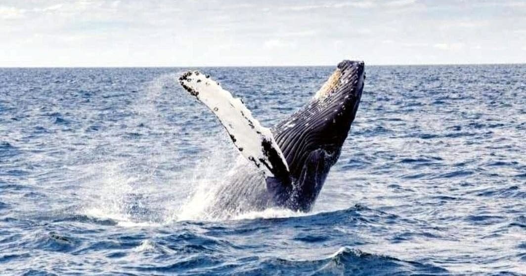 Boat Snorkeling Tour