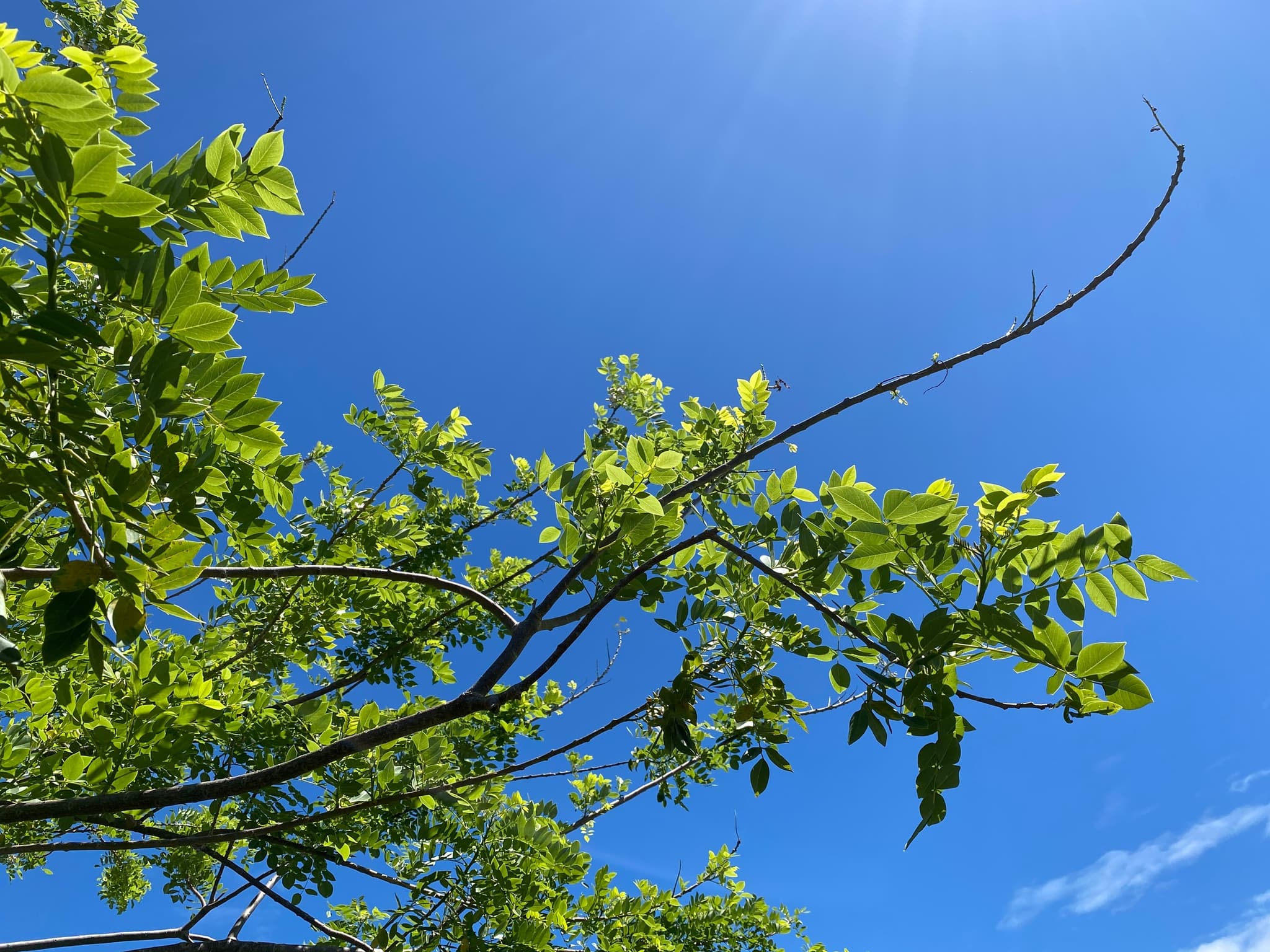 Ua Hānai Orchards Agroforestry Farm and Factory Tour