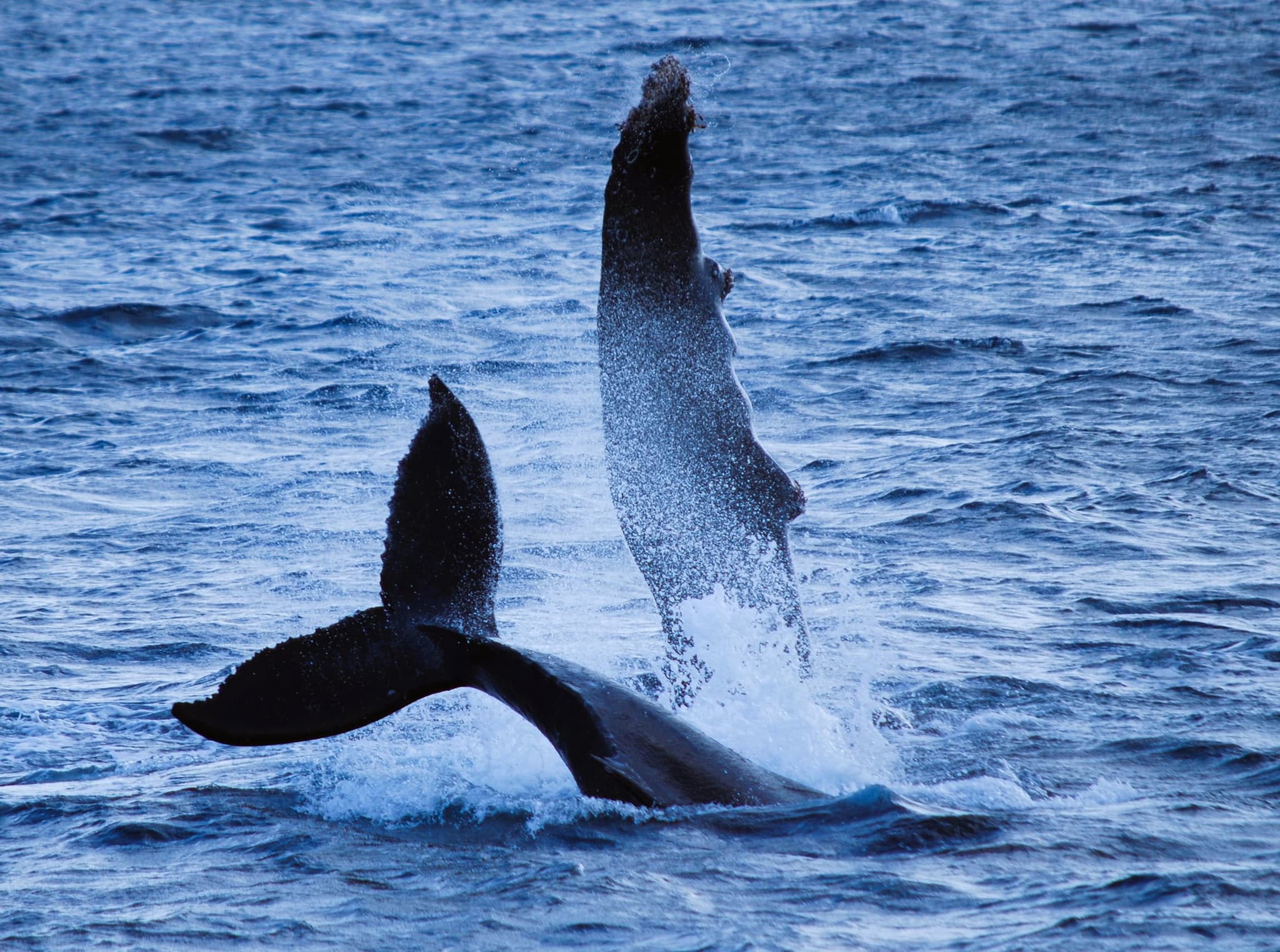 Pride of Maui 'Elua Luxury Whale Watch