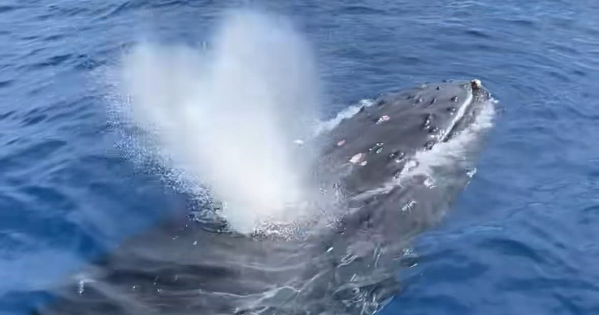 Combination Whale Watch & Snorkel