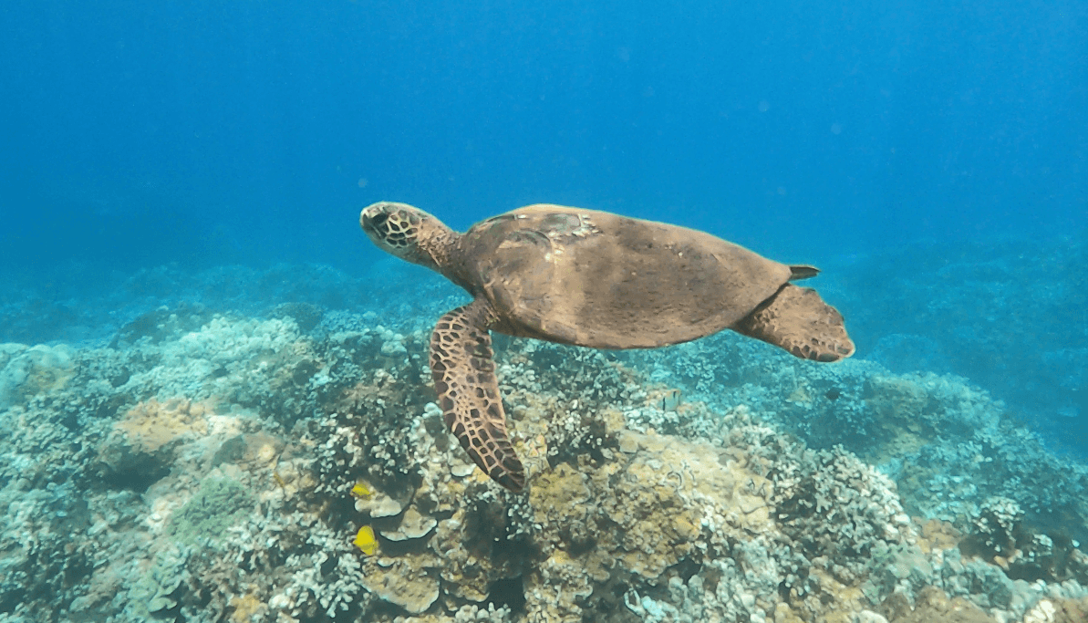 Semi-Private 3 Hour Eco-Raft Maui Turtle Snorkel