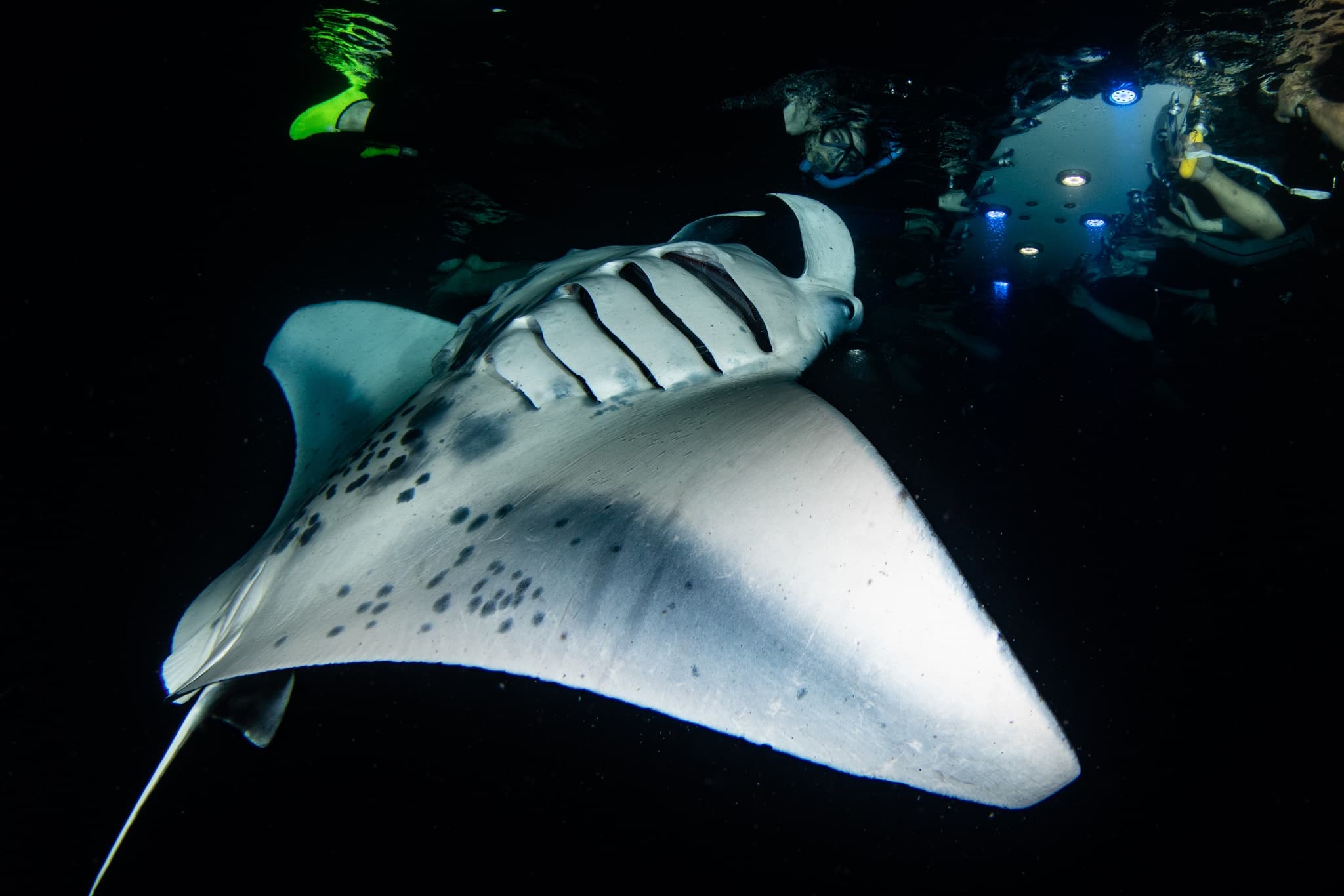 COMBO: Whale Watch & Manta Ray Night Snorkel