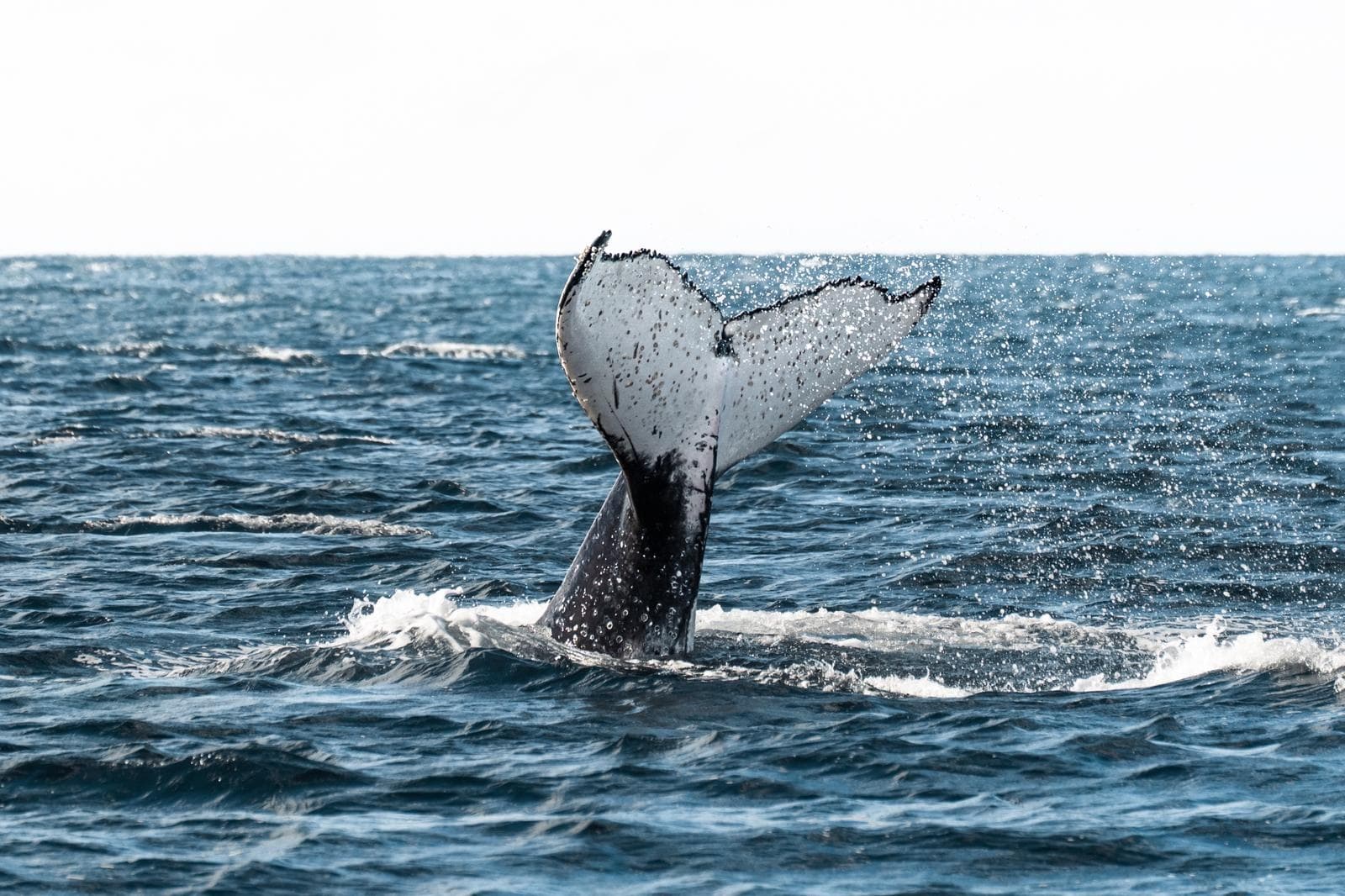 The Signature Whale Expedition