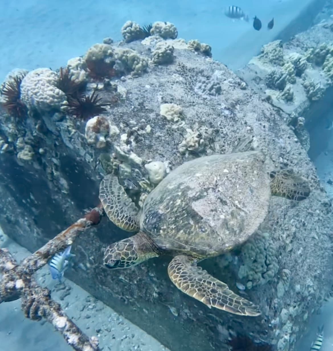 Sea Turtle Jet Snorkel Tour