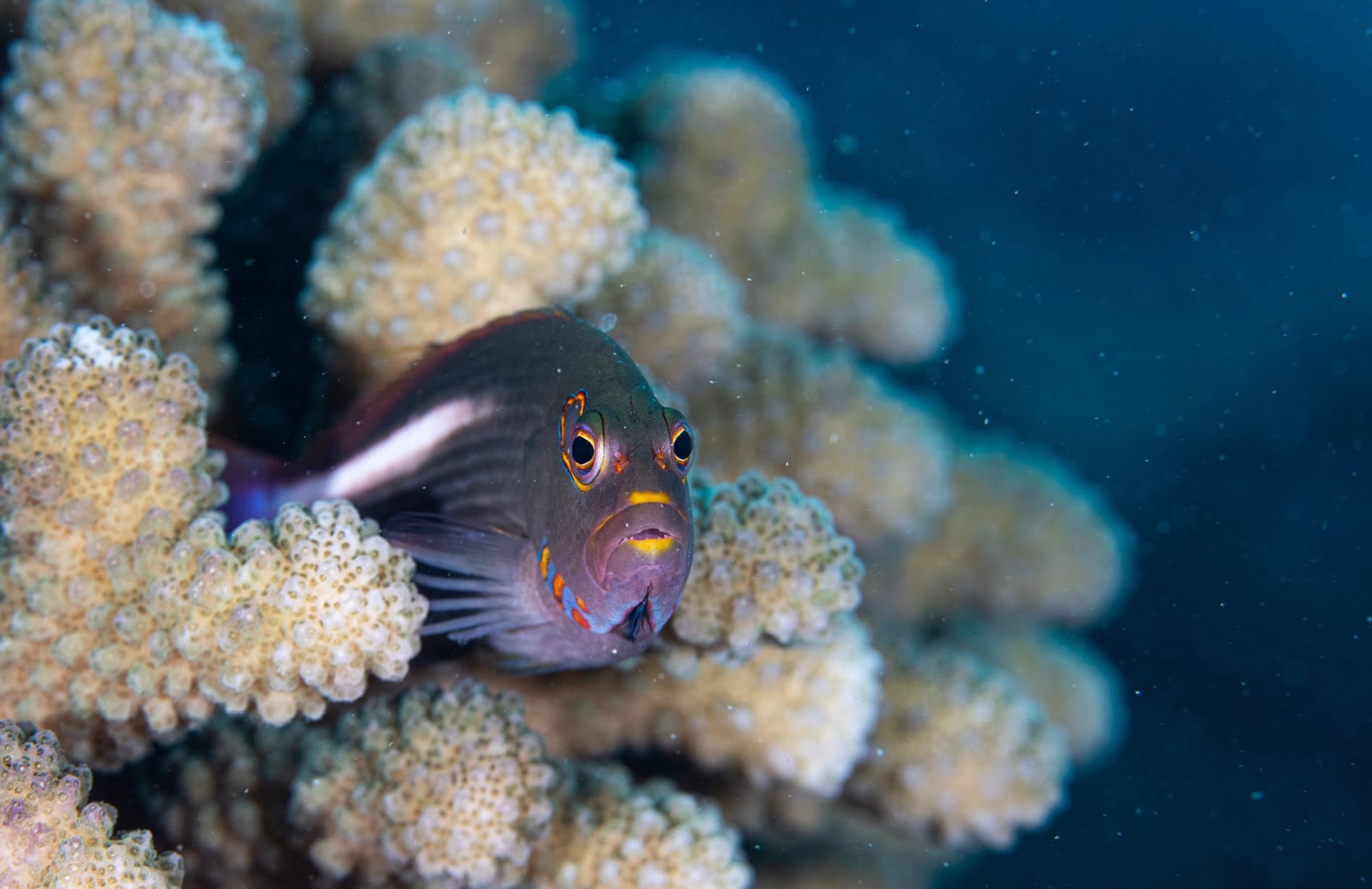 2-Tank Discover SCUBA - Koloa Landing