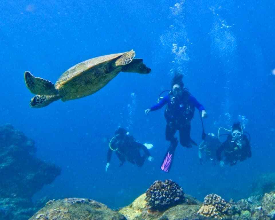 West Side Small Group Guided Shore Dive
