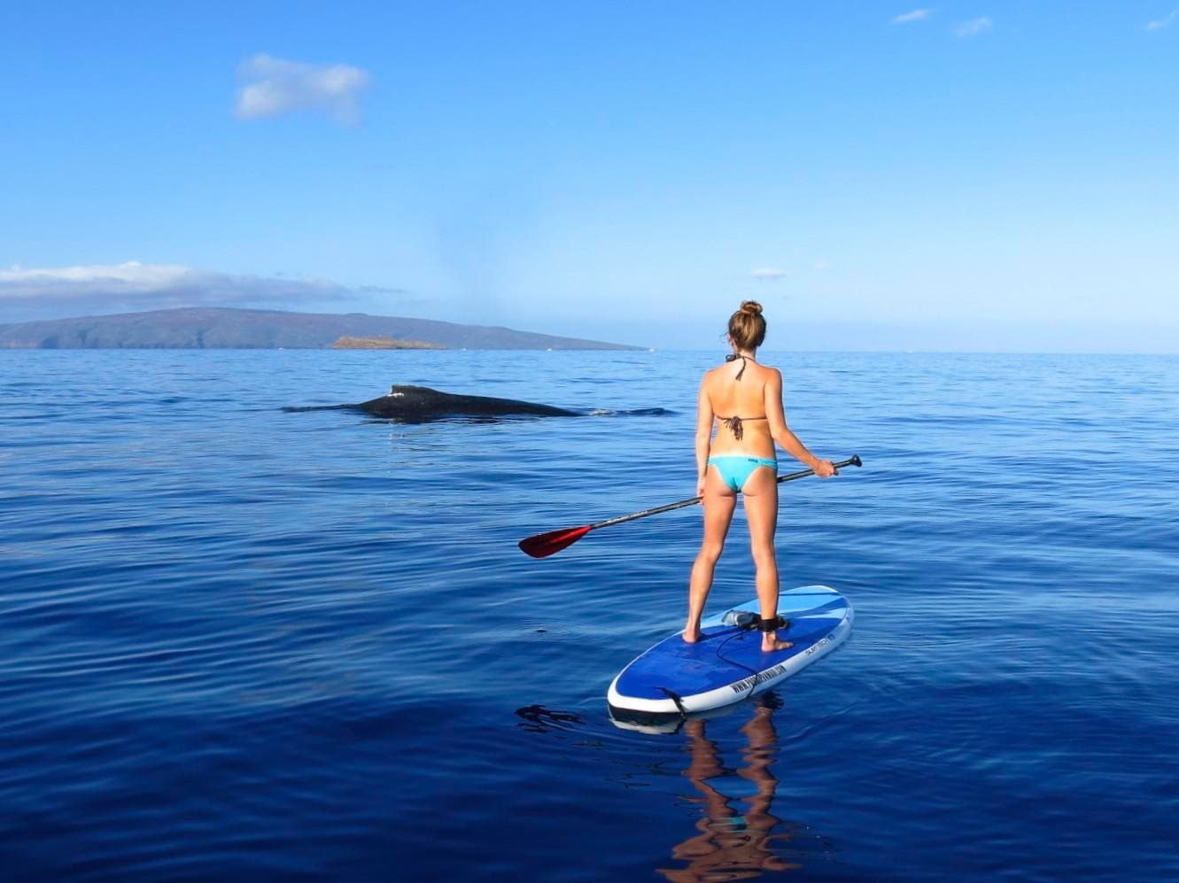 Paddleboard - Private “Whale” of a Whale Watch