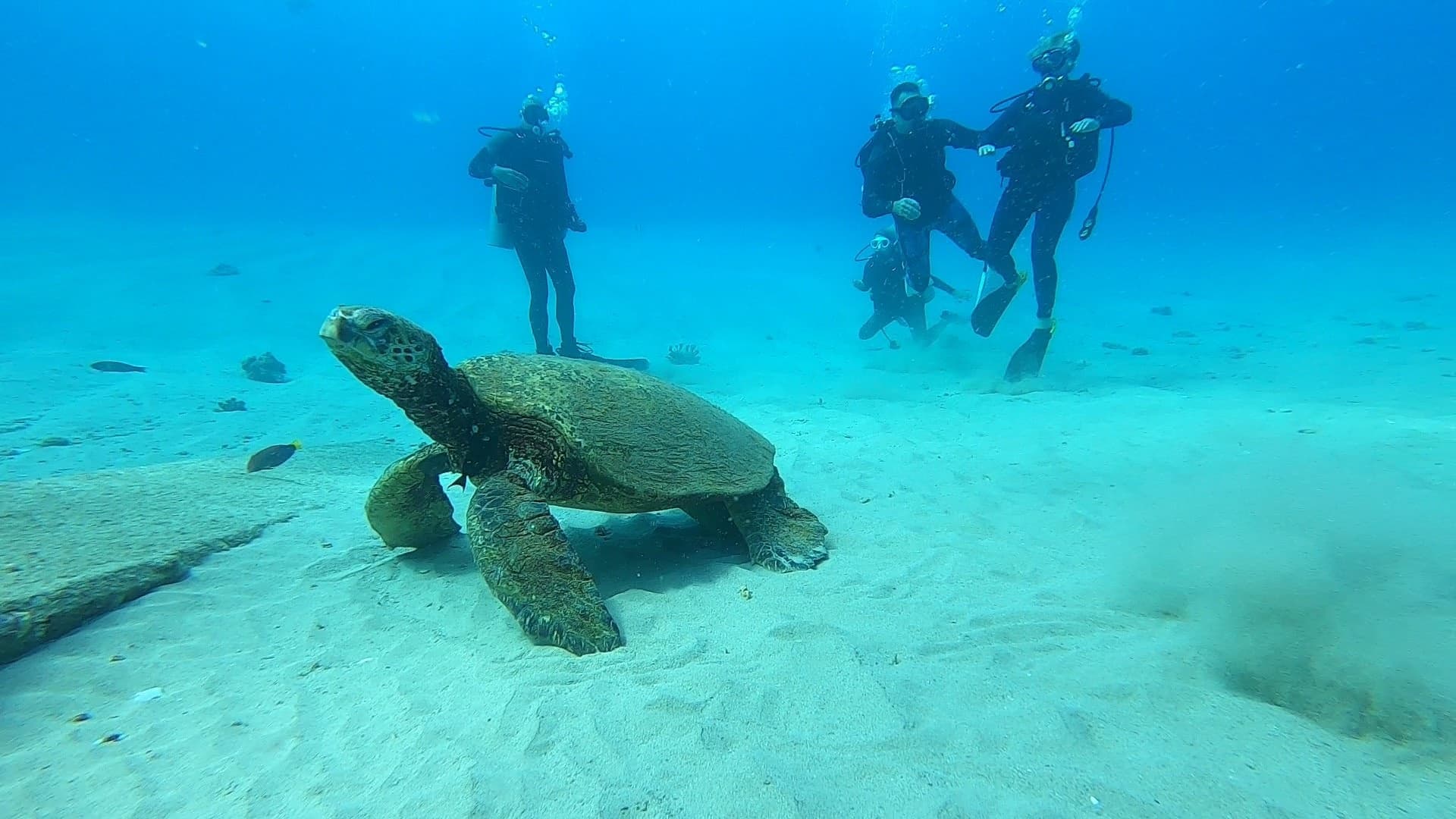 Scuba Dive - 1 Tank Reef Dive