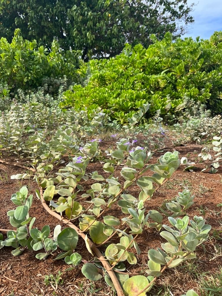 Malama Hawaii Planting Tour