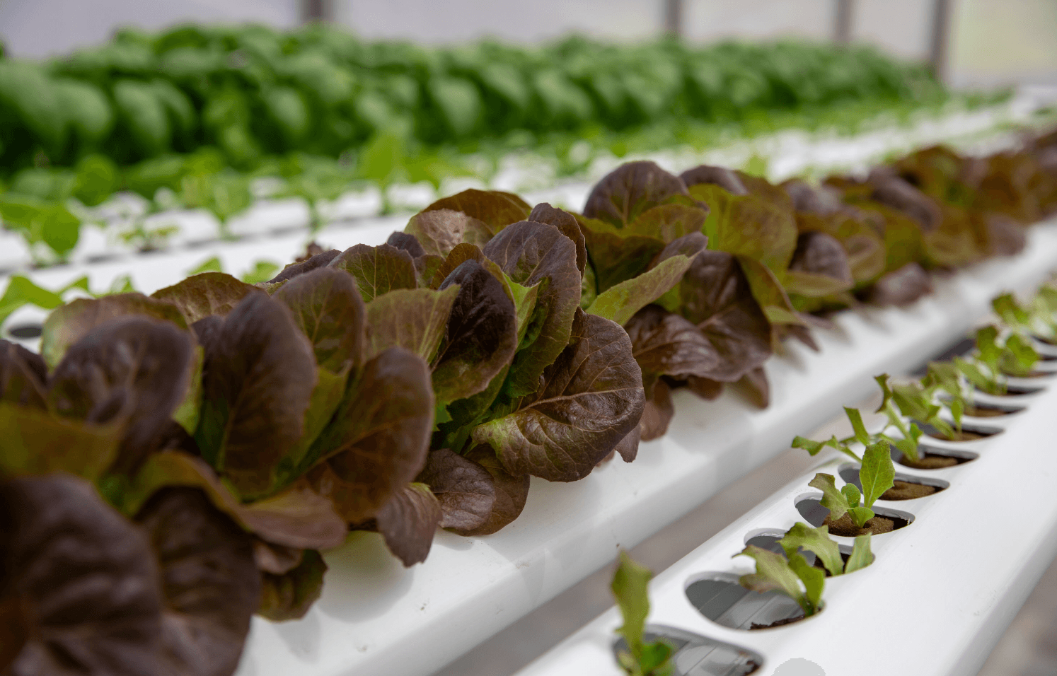 Macadamia Nut & Hydroponic Tour