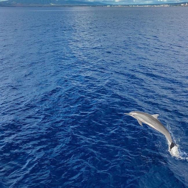 Whale Watching & Sunrise Breakfast Cruise