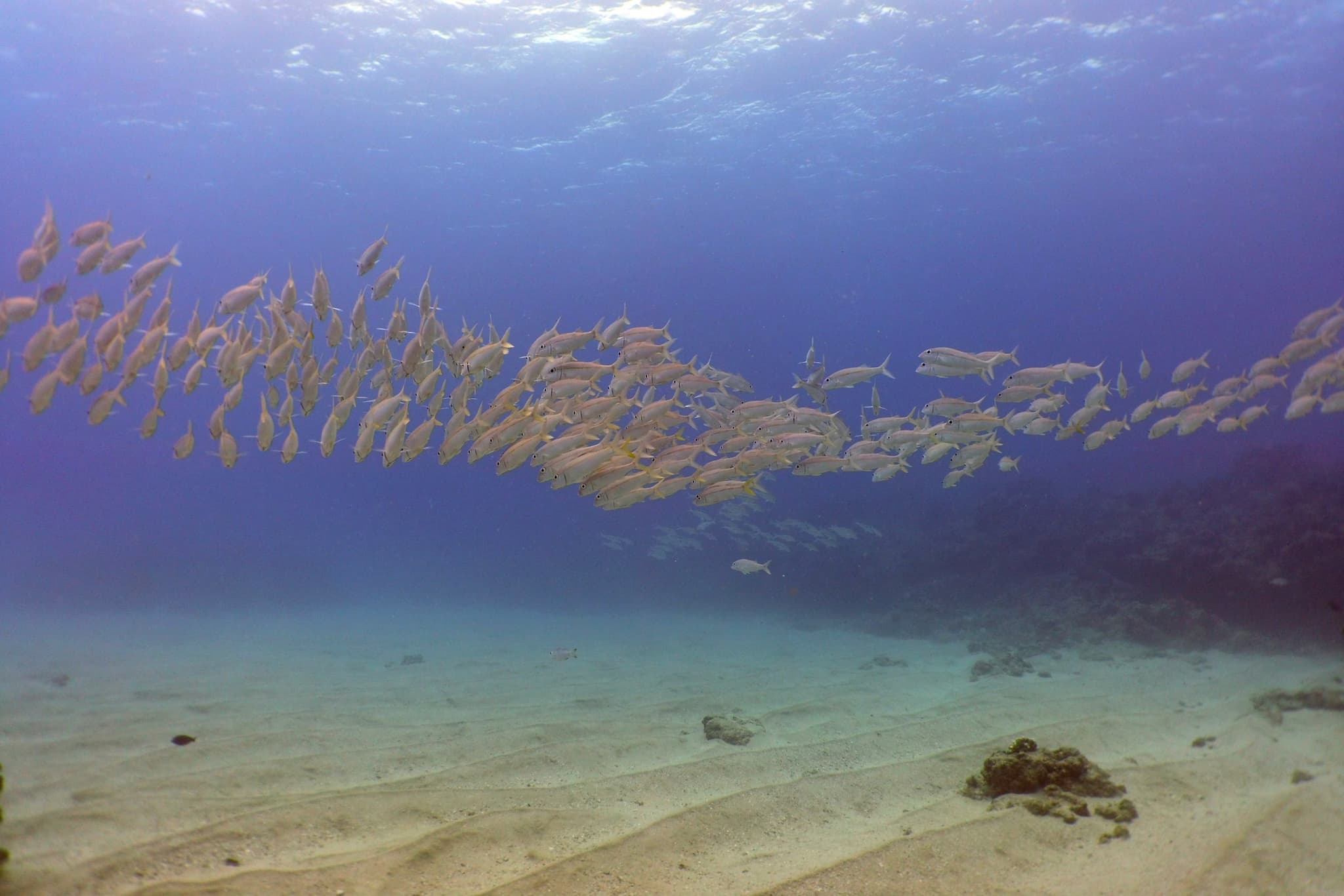 Electric Beach Shallow Reef Dive