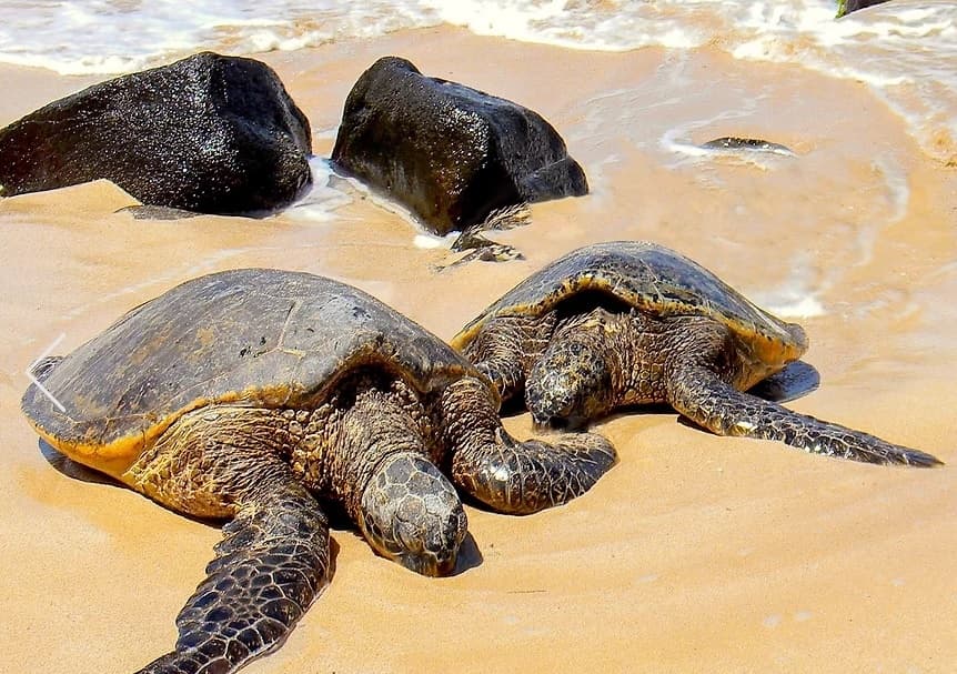 Aloha Circle Island Tour