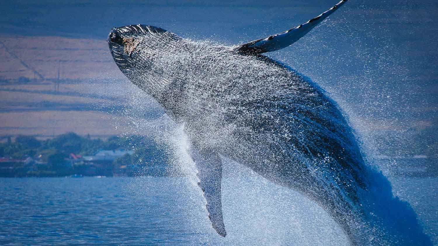 Whale Watch/ Coastline Tour