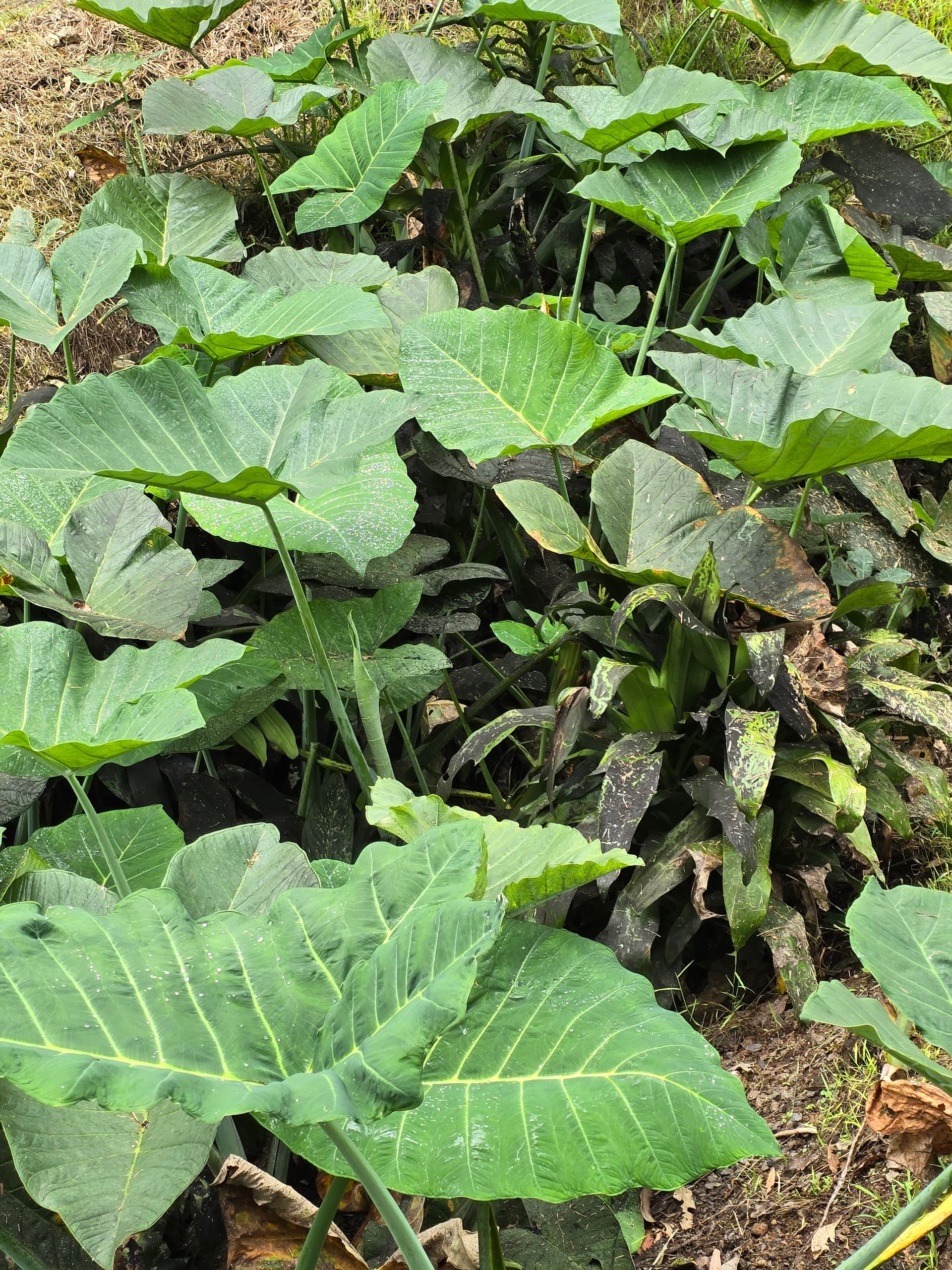 Halfway to Hana Tour