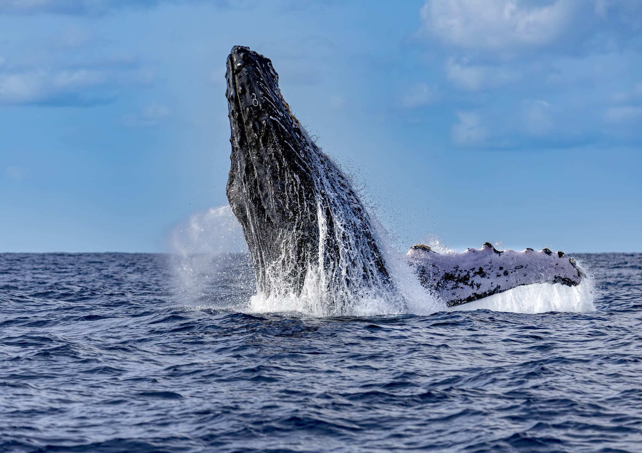 Kauai’s Ultimate SOUTH SIDE Whale & Dolphin Zodiac Boat Adventure