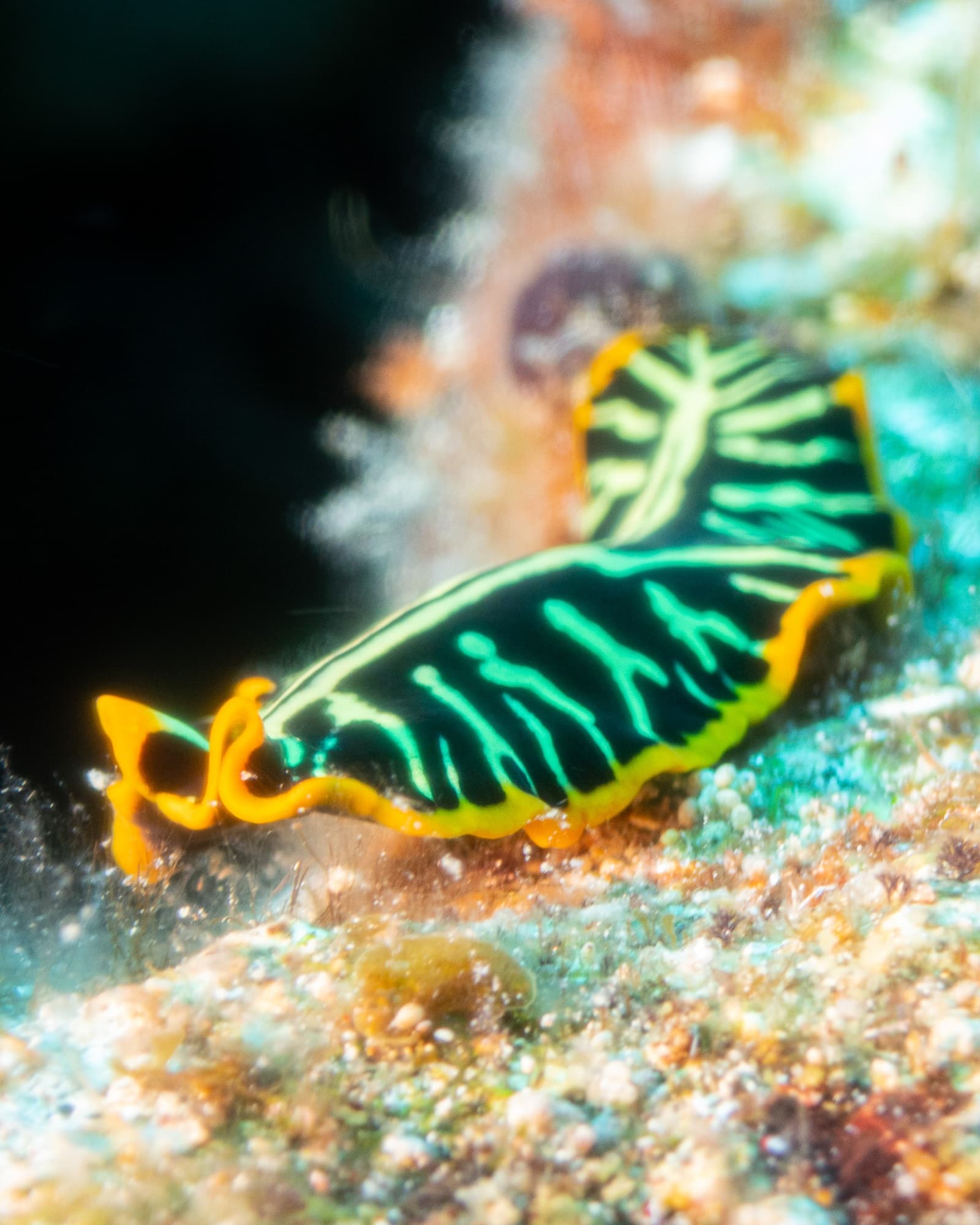 Koloa Landing Twilight 2-Tank Shore Dive