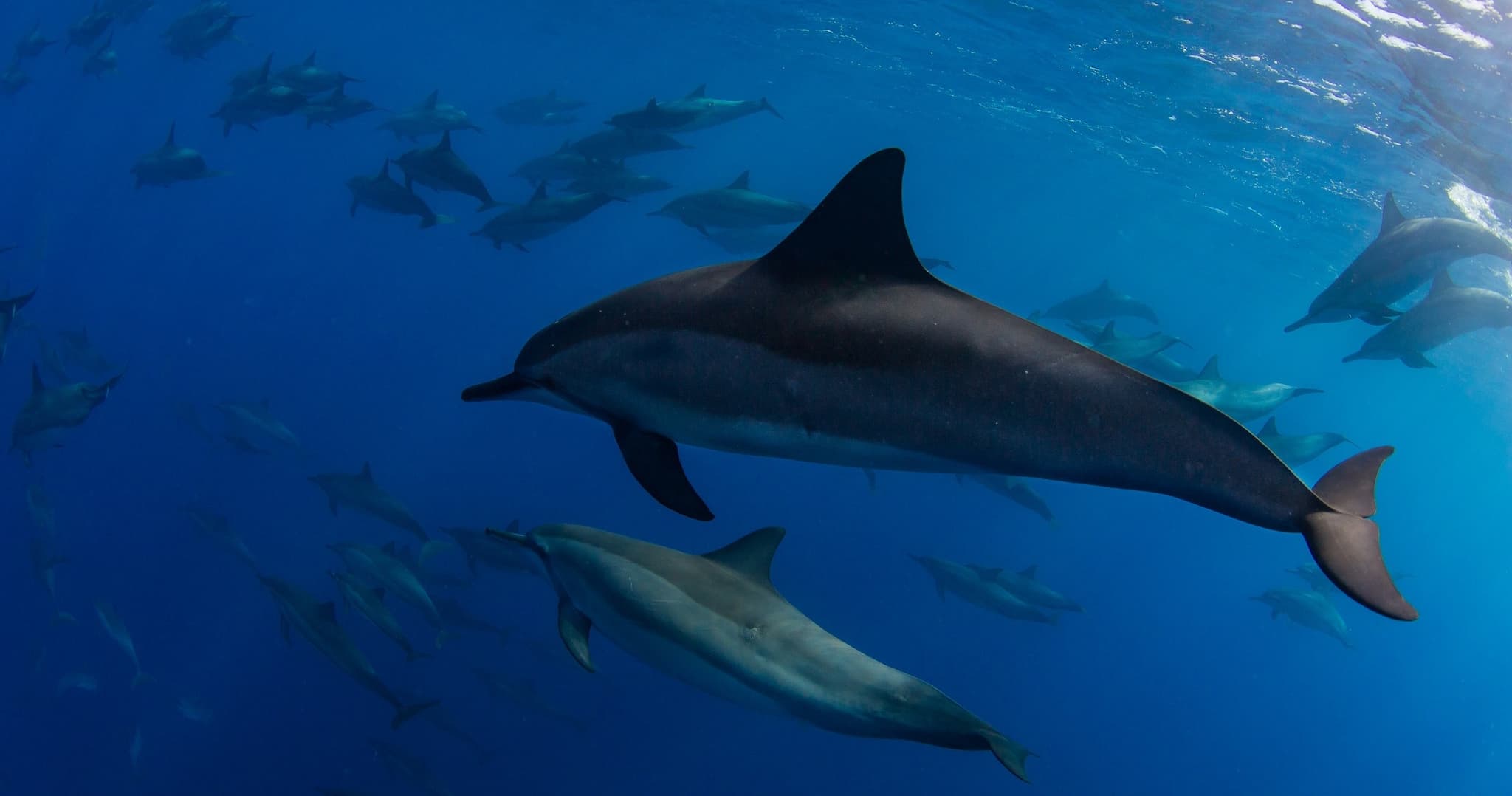 Shark Dive (Snorkel with Sharks)