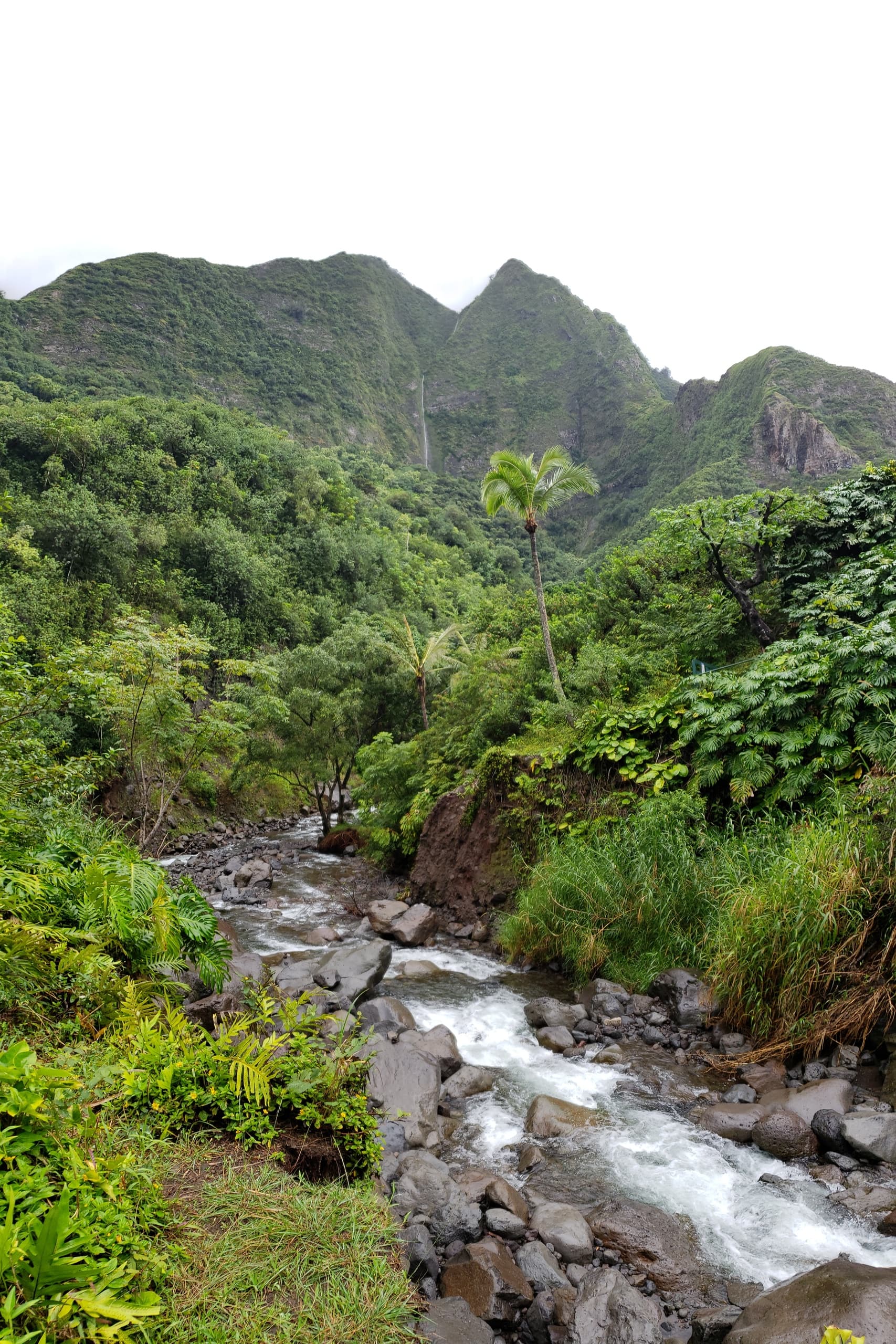 Maui Redwood Experience