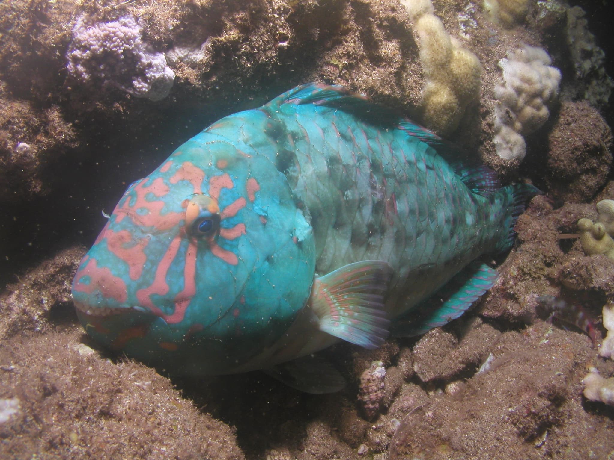 Black Rock Shore Dive