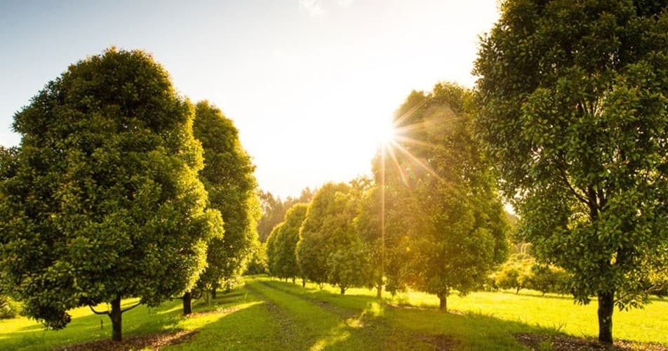 Rainbow Falls Farm Tour