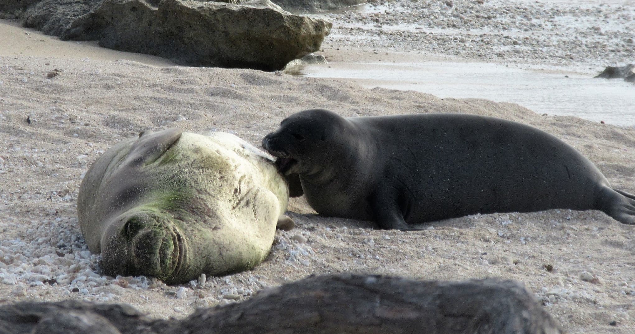 Virtual Online Class of Hawaiian Monk Seal