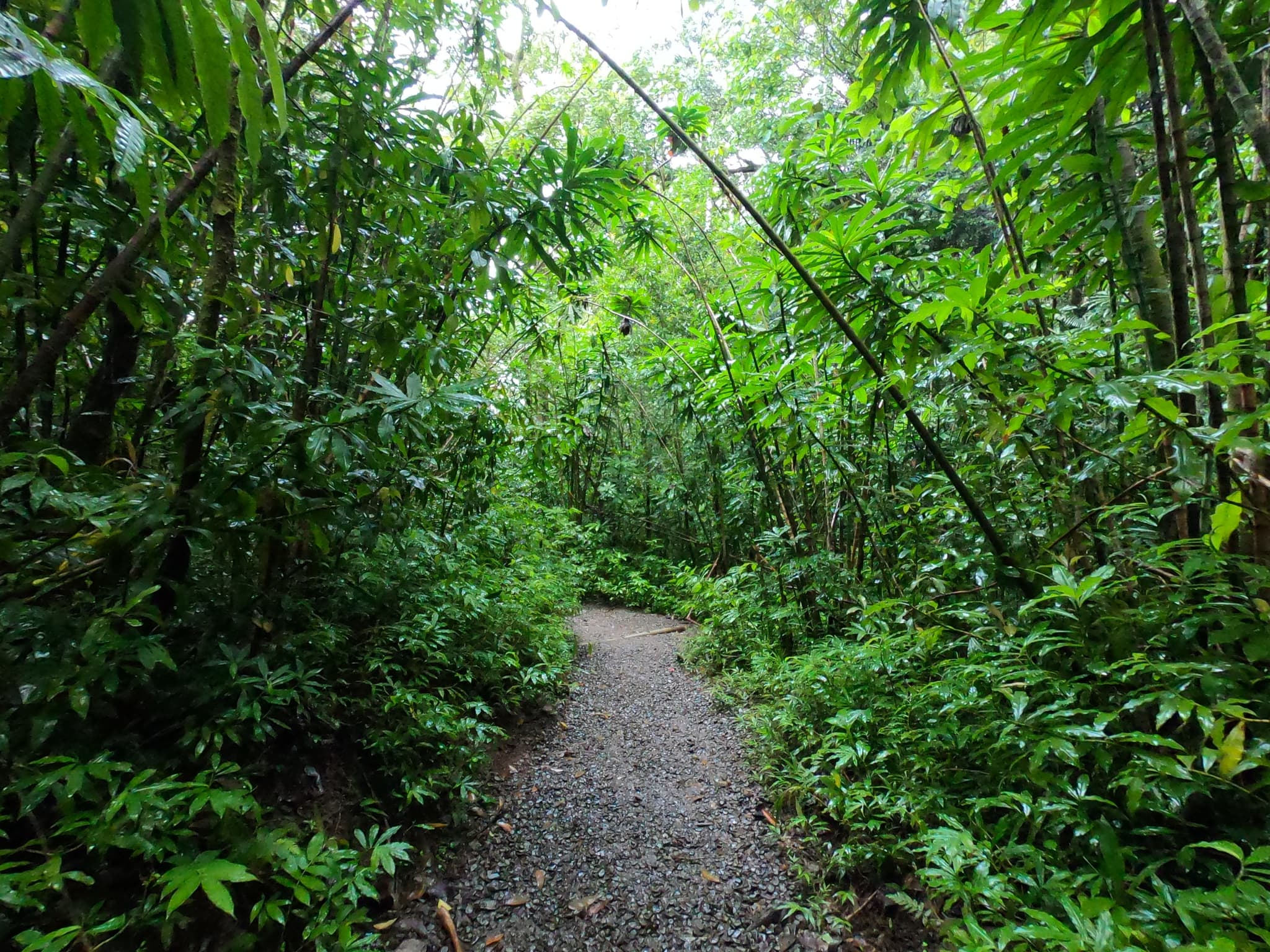 Hawaiian Waterfall Hike