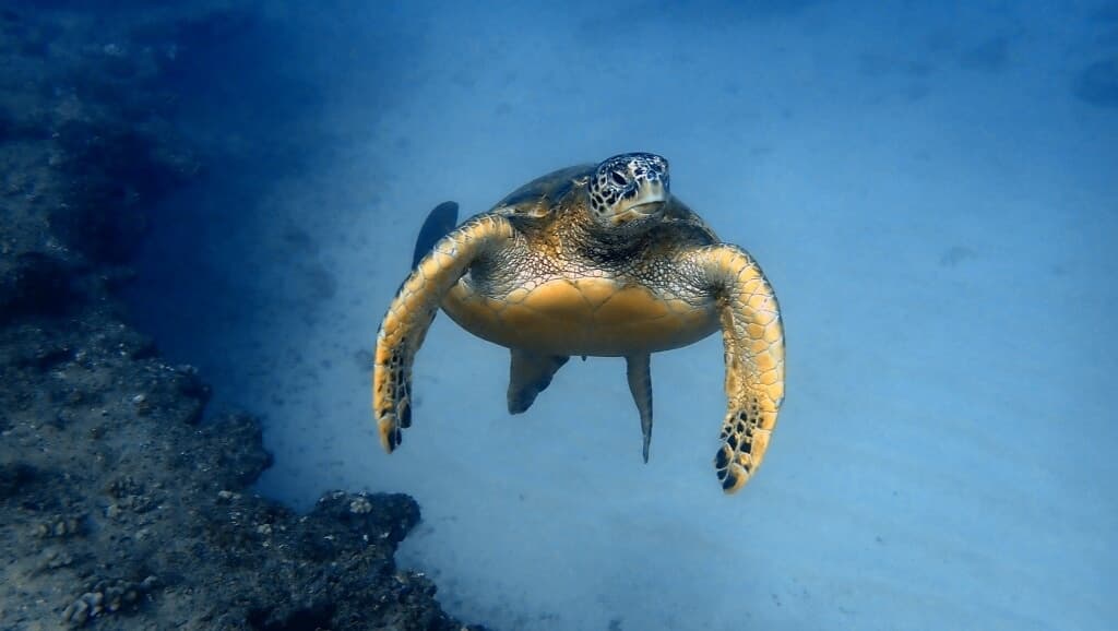 Snorkel with Turtles