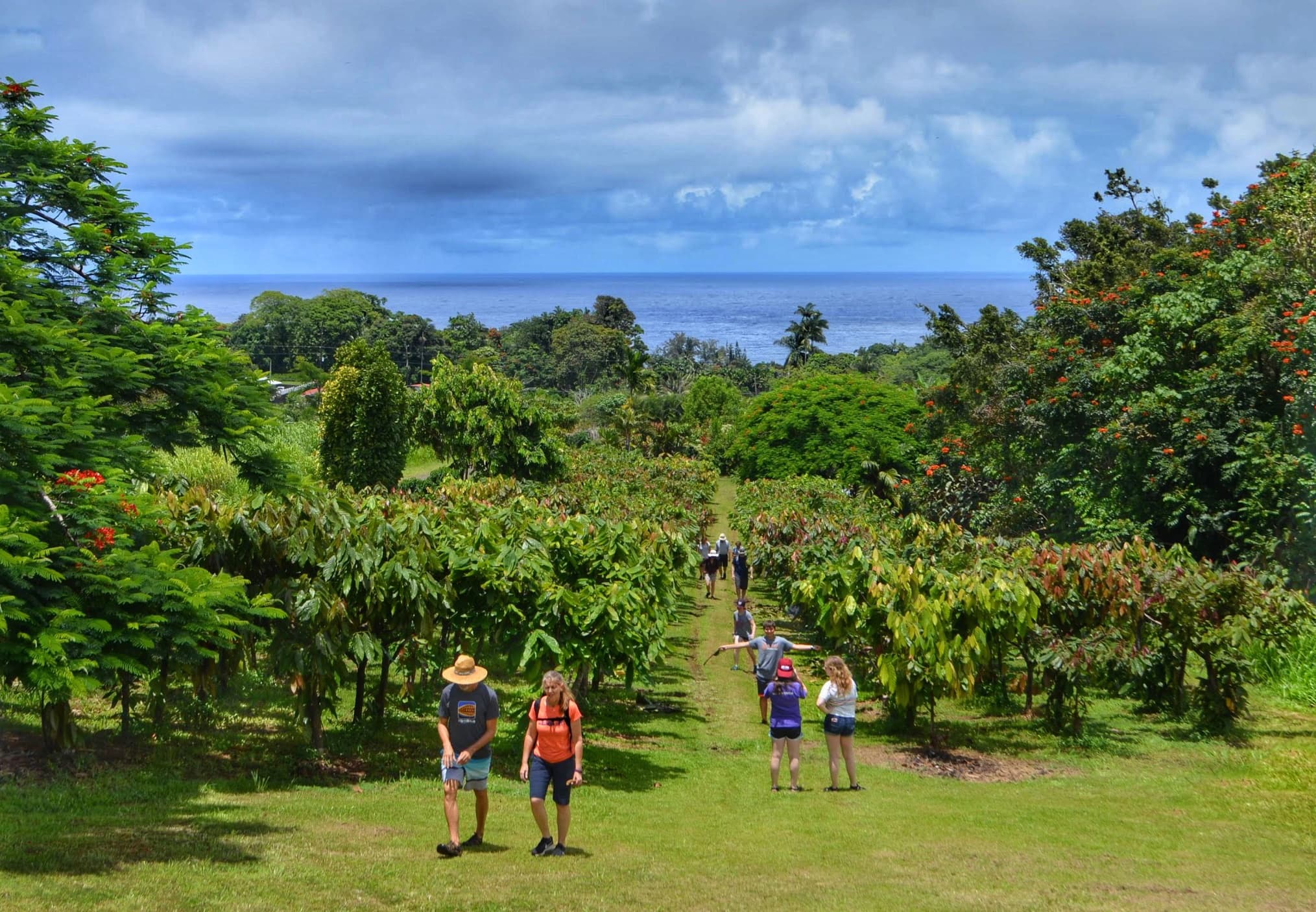 Hamakua Chocolate Farm Tour and Tasting