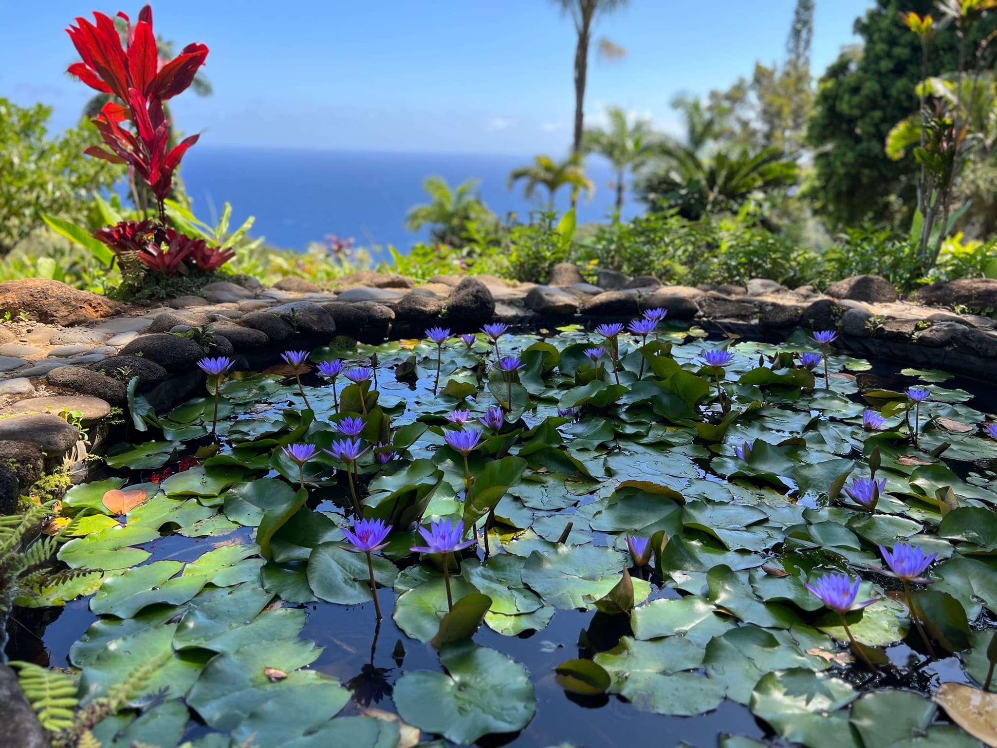 Halfway to Hana + Waterfall & Garden of Eden Tour