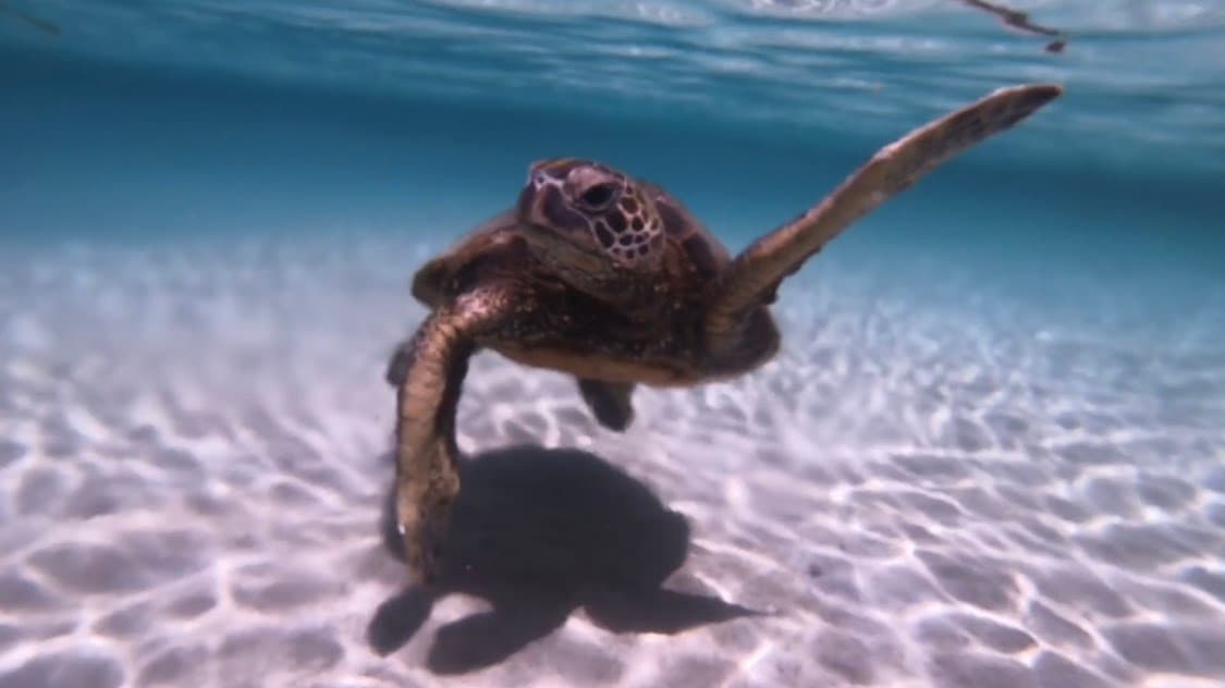 Hawaiian Honu & Reef Snorkel Tour