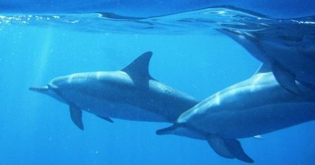 Dolphin Viewing and Turtle Snorkel