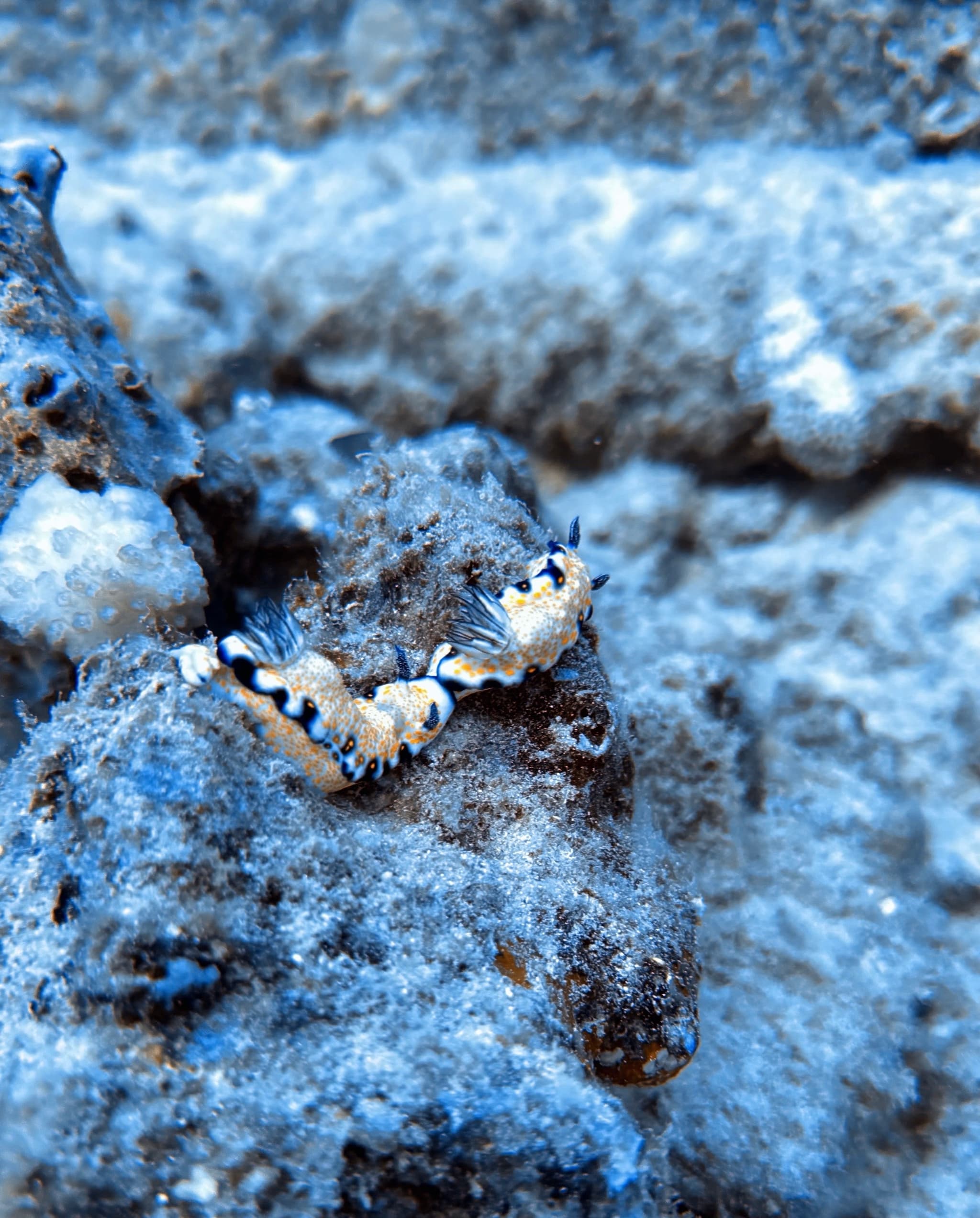 Conservation Snorkeling Tour with Sea Turtles