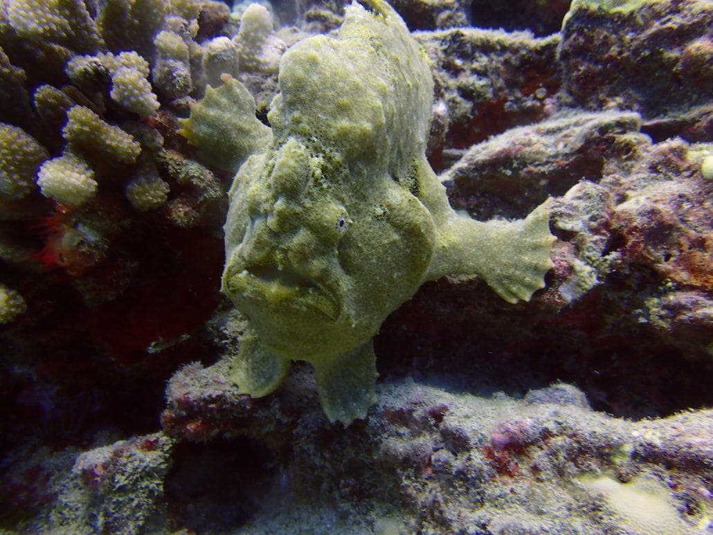 Two Tank Shallow Reef Dives