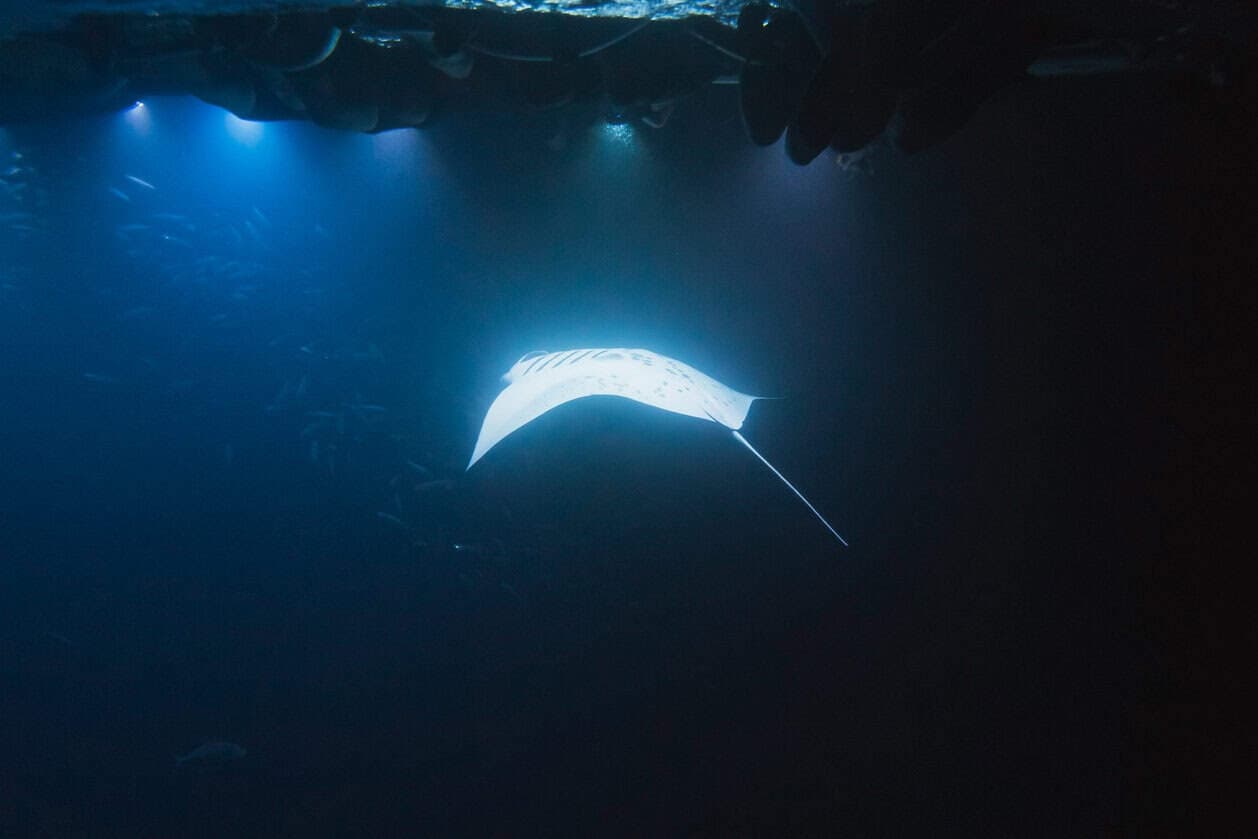 Manta Rays Night Snorkeling Tours