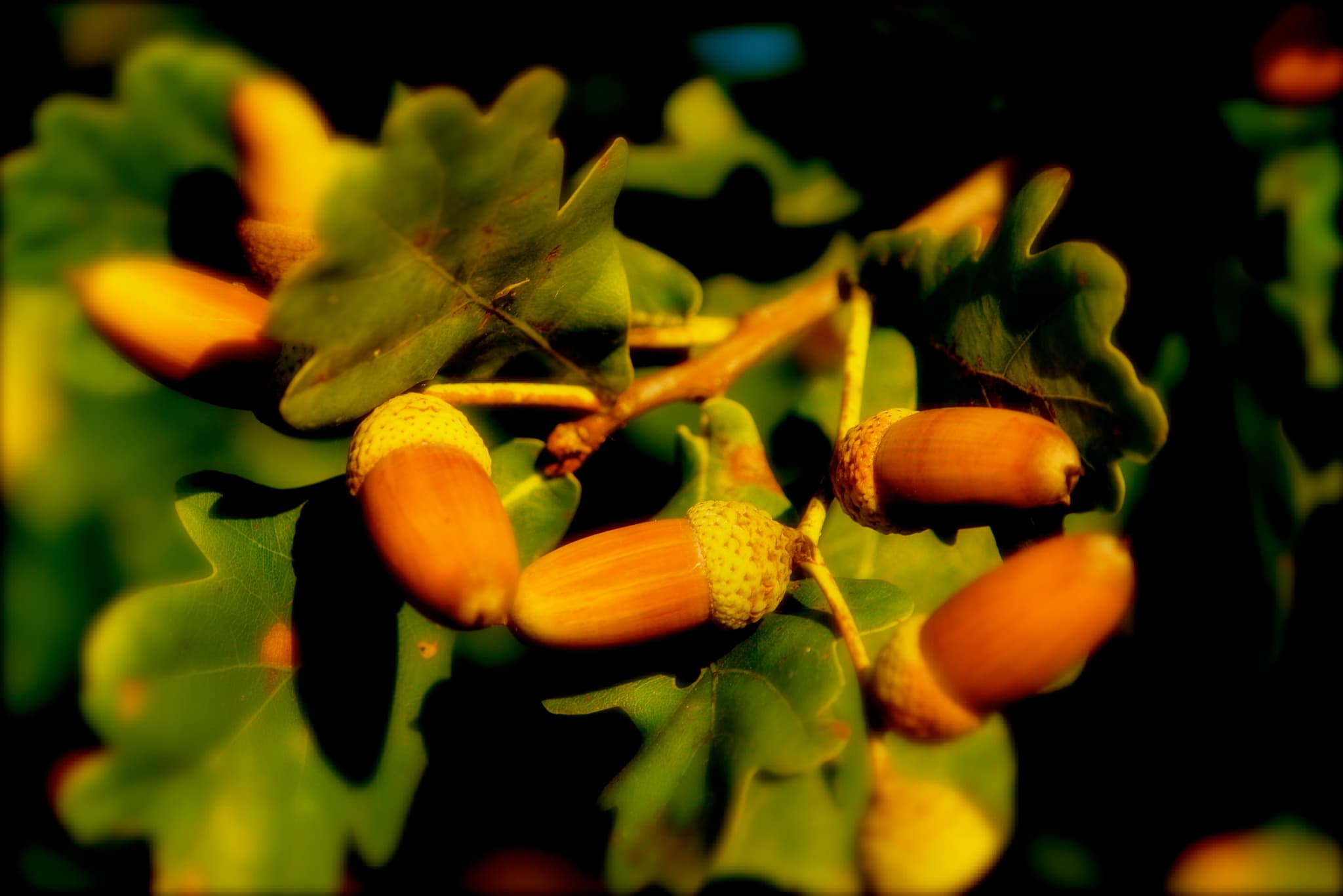 Wyprawa do dżungli i wodospadu Manoa + góra Tantalus