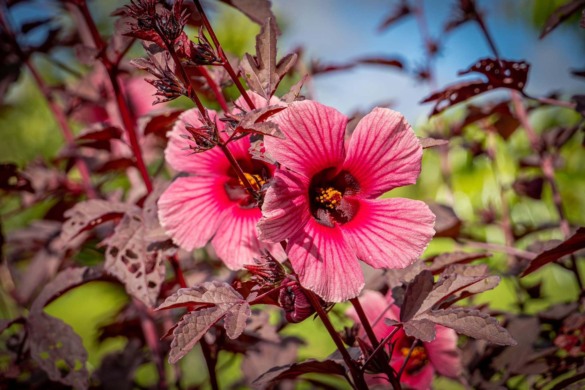 Big Island Plants and Flowers