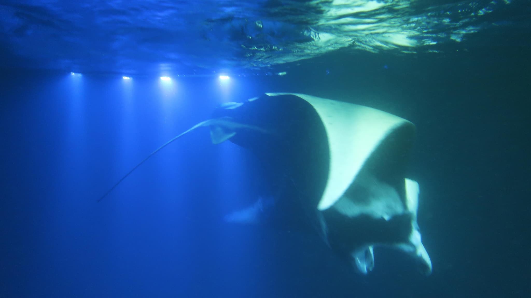 Manta Ray Moonlight Night Snorkel in Keauhou - Kona